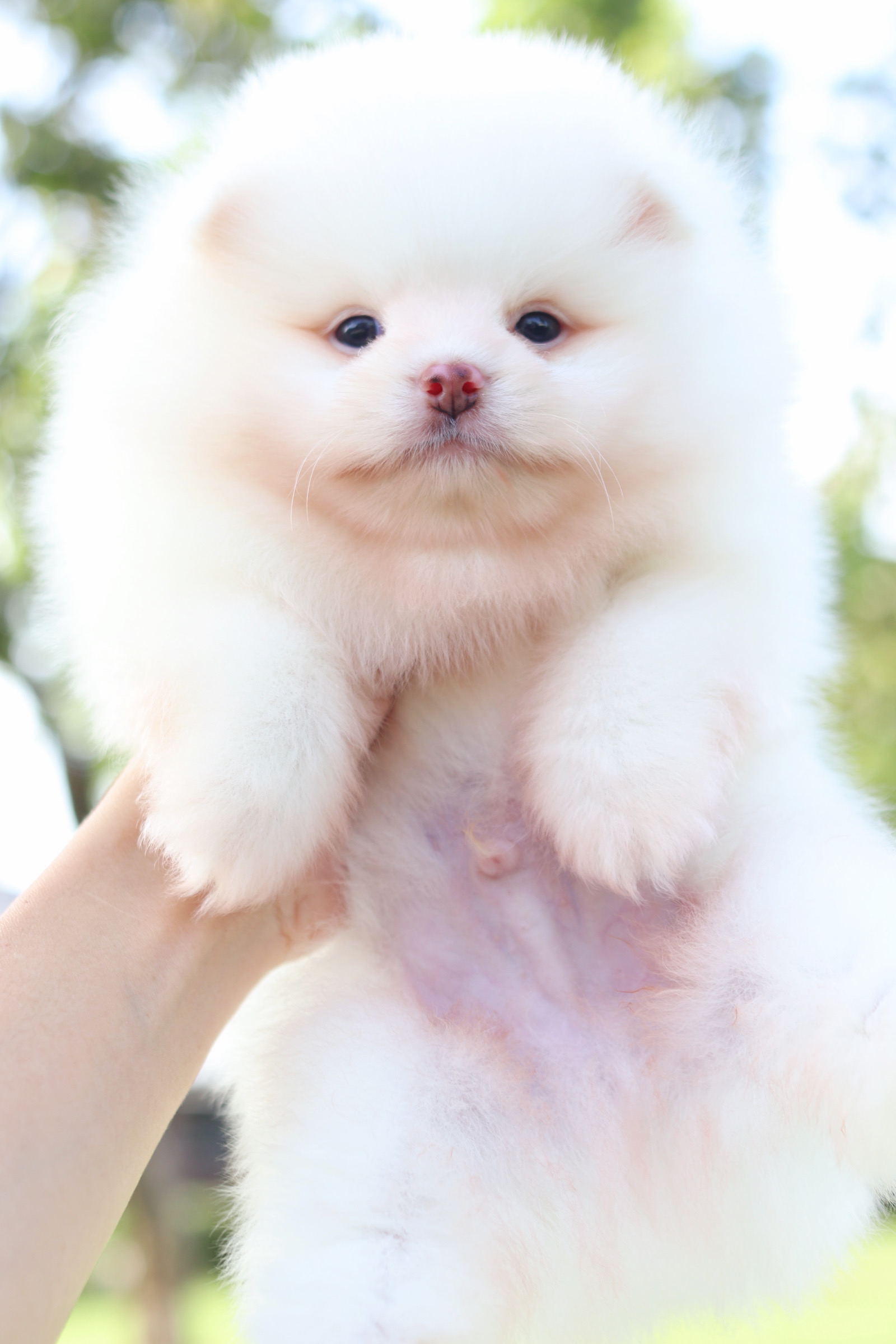 ปอมเมอเรเนียน เพศผู้สีขาวเกรดโชว์