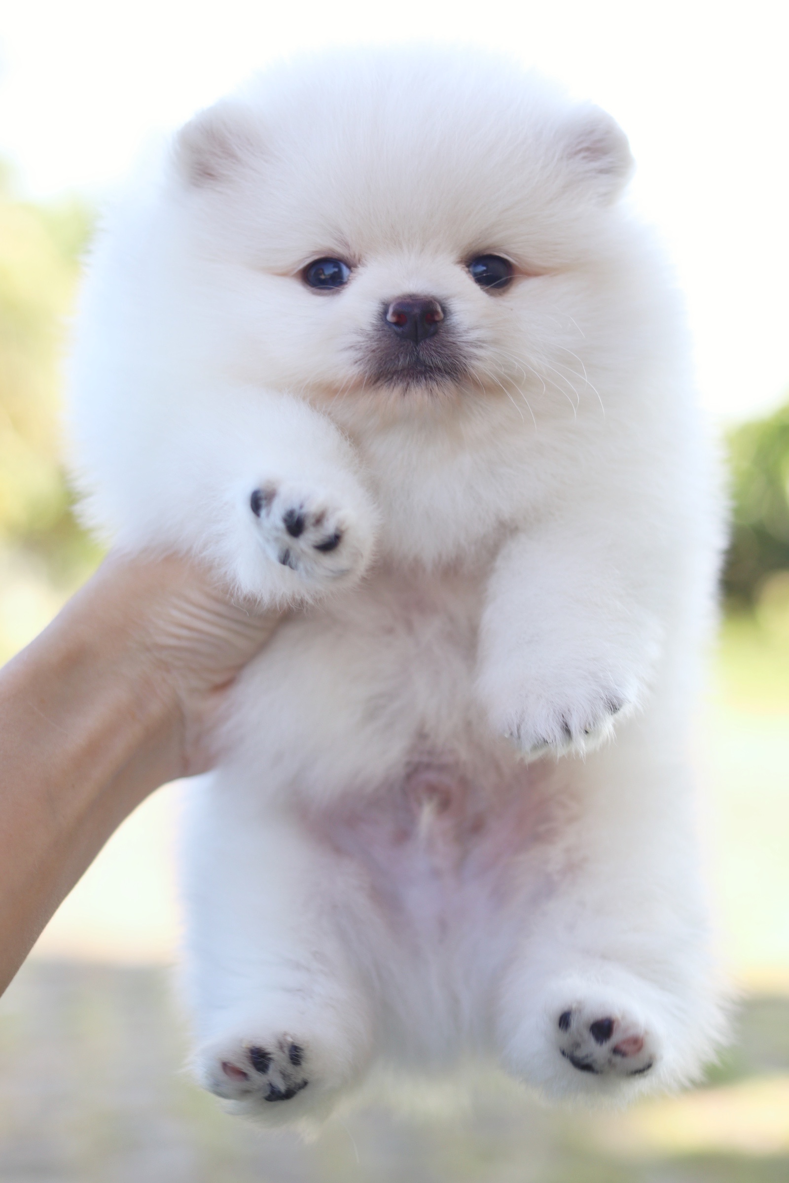 ปอมเมอเรเนียน เพศผู้ สีขาวครีม