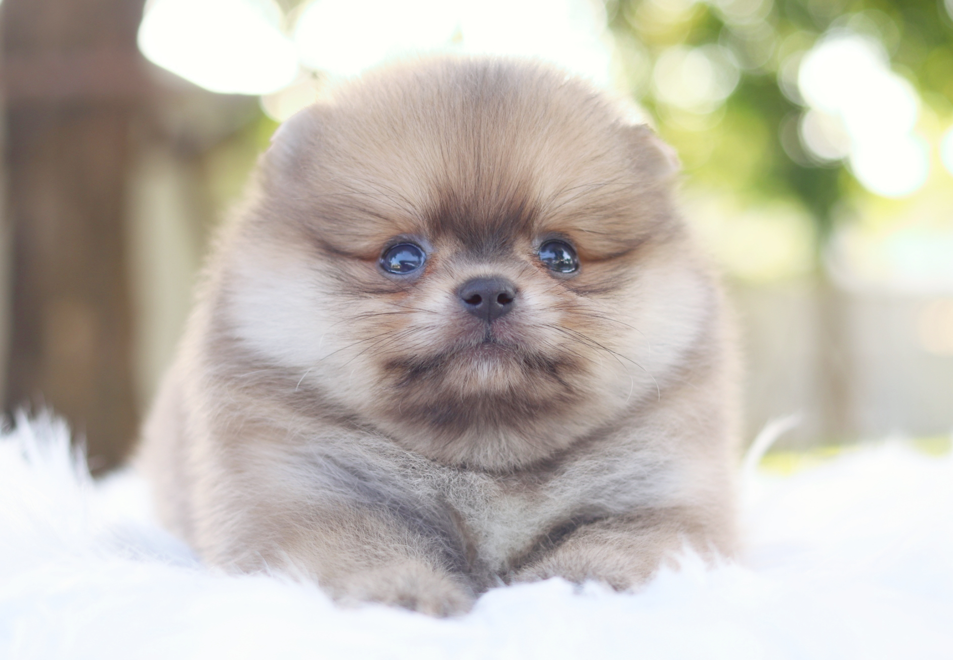 ปอมเมอเรเนียน เพศผู้สีส้ม