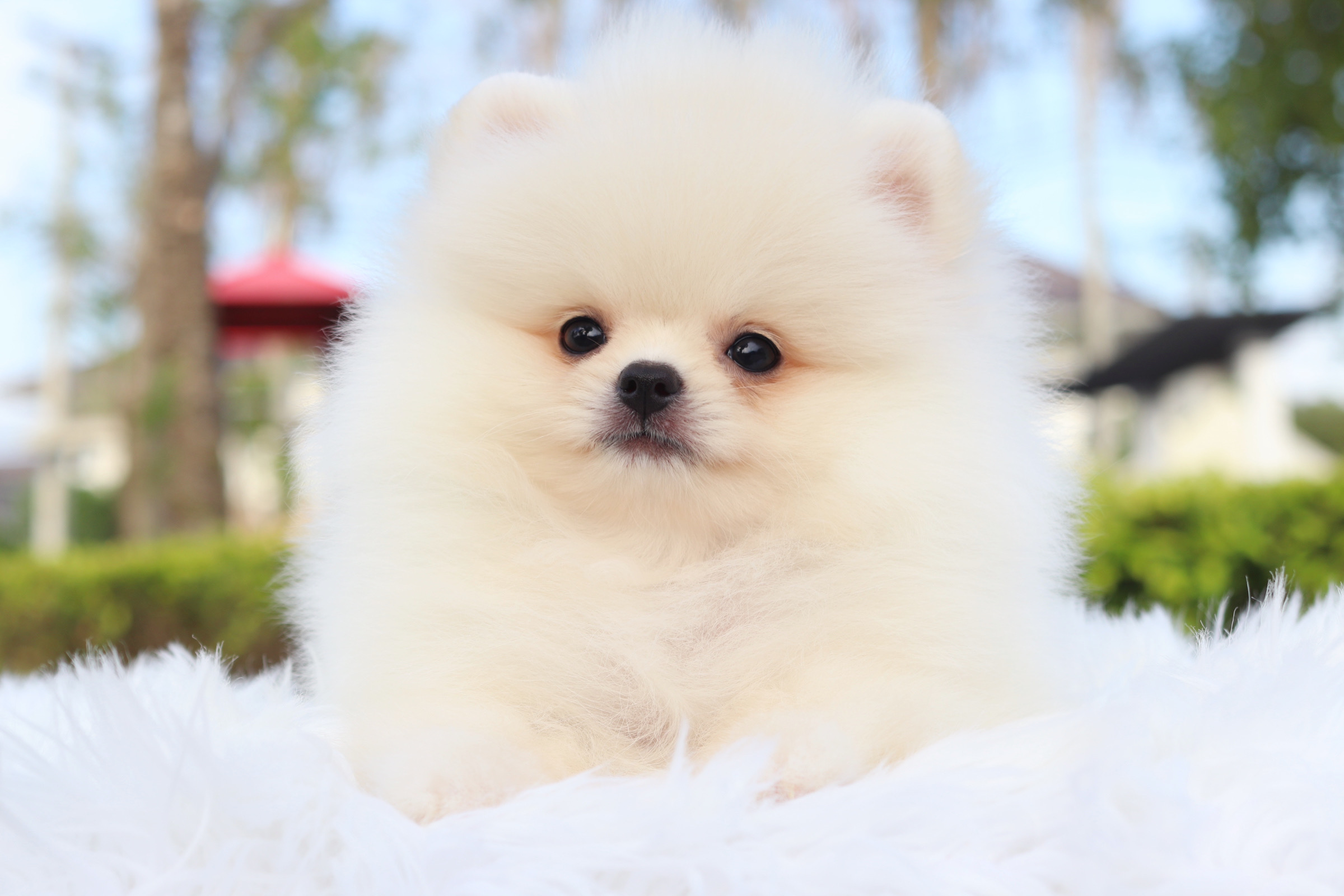 ปอมเมอเรเนียน เพศผู้ สีขาวเกรดโชว์