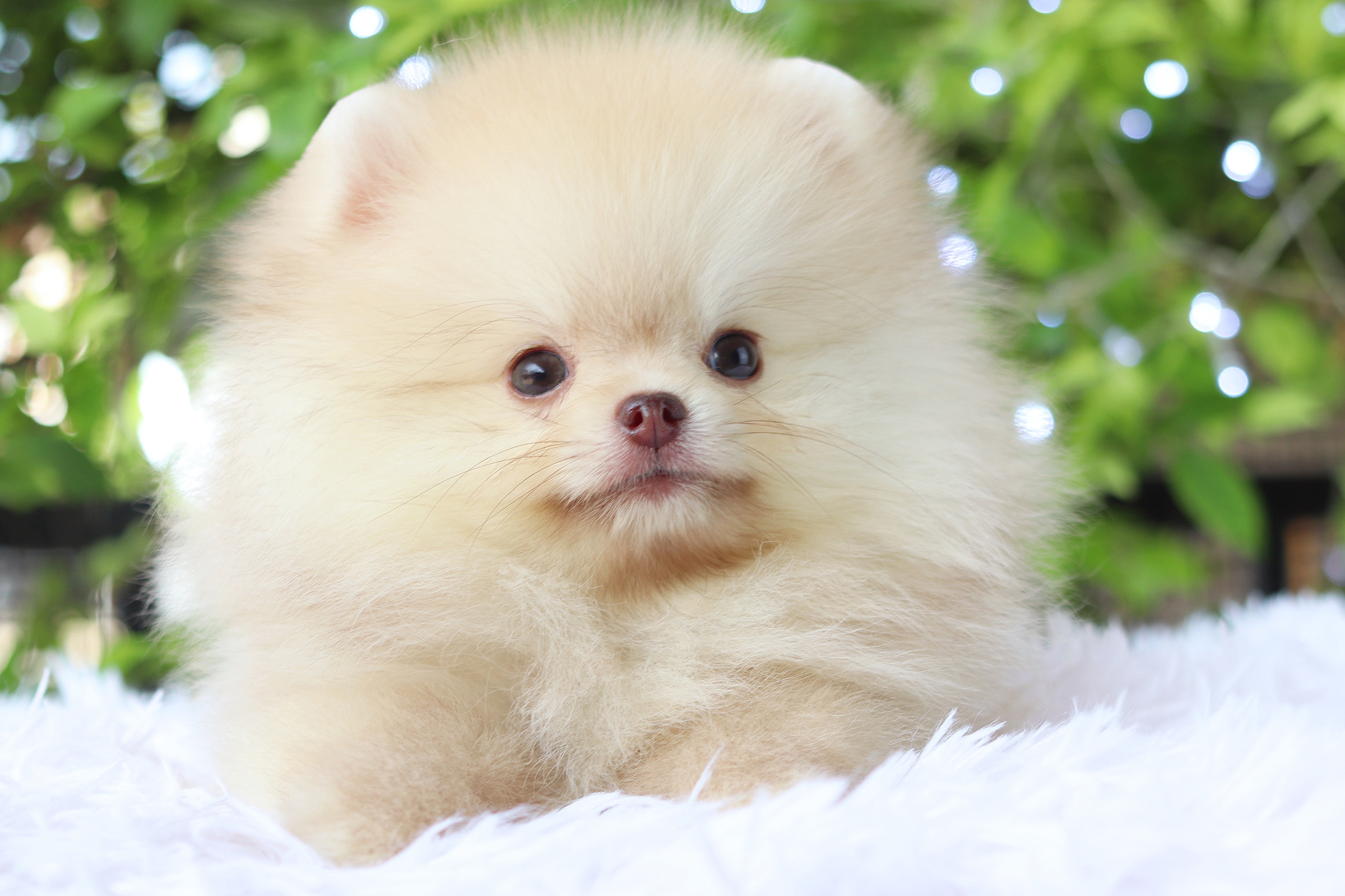 ปอมเมอเรเนียน เพศผู้ สีส้ม