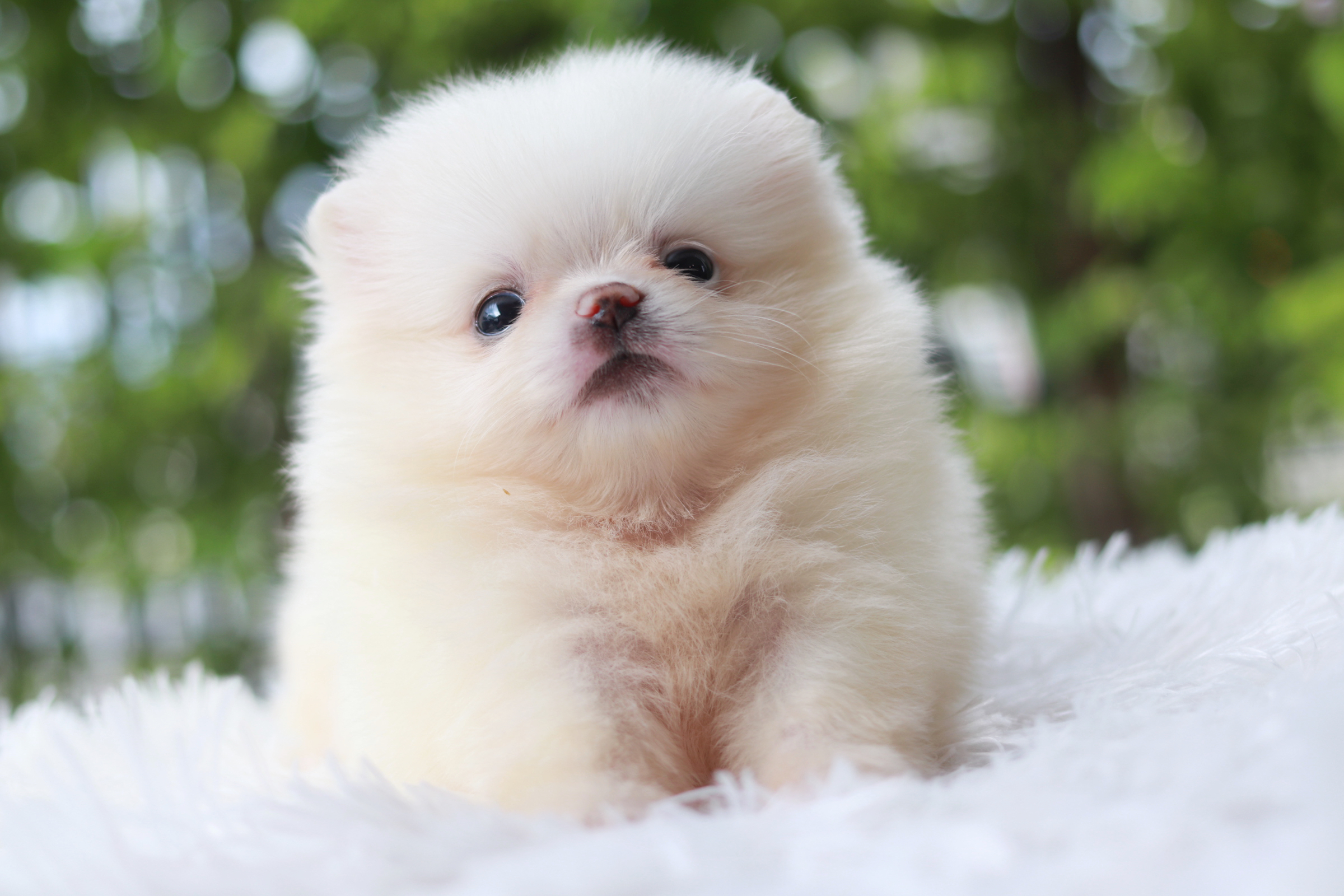 ปอมเมอเรเนียน เพศผู้ หน้าตุ๊กตา