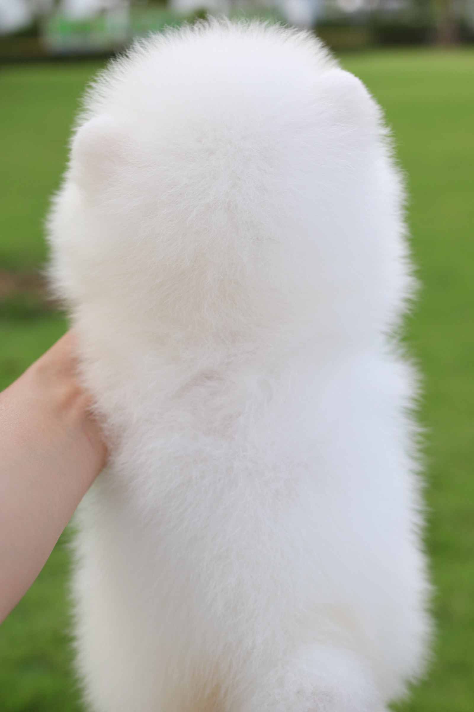 ปอมเมอเรเนียน เพศเมียสีขาวครีม เกรดโขว์