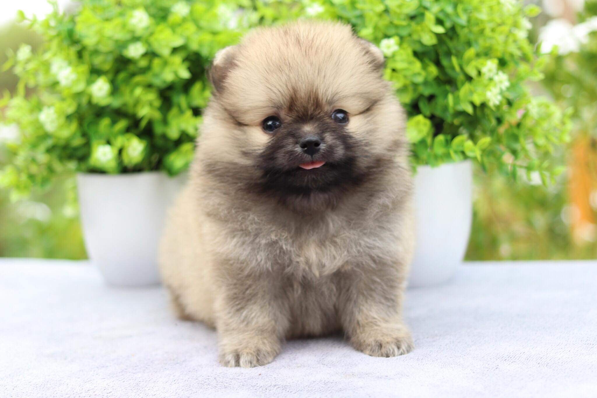 ปอมเมอเรเนียน เพศเมีย