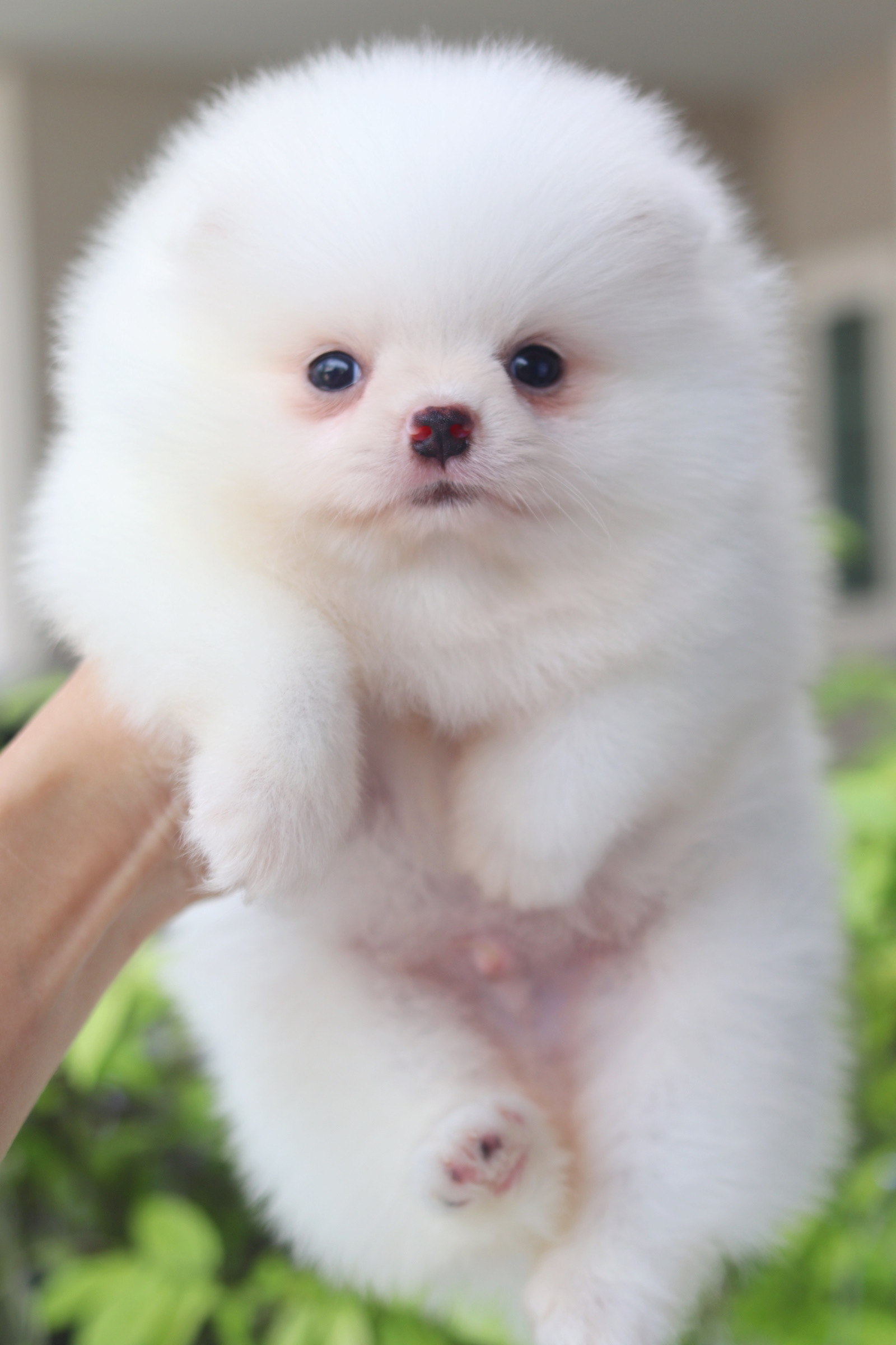 ปอมเมอเรเนียน เพศผู้สีขาวครีม เกรดโชว์