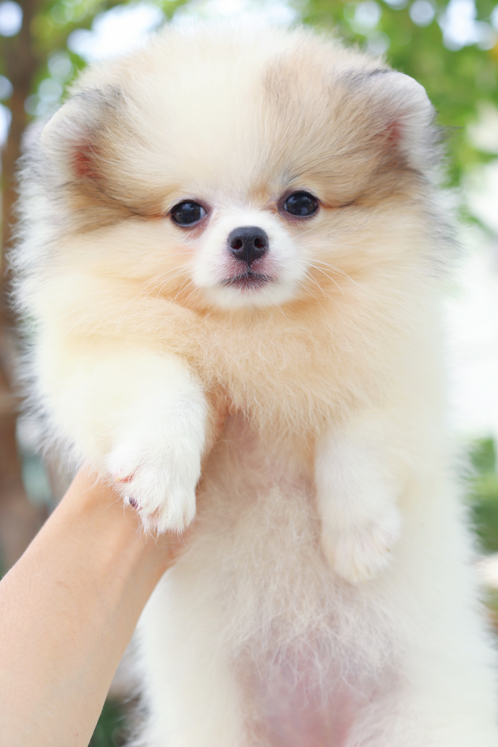 ปอมเมอเรเนียน เพศเมียแฟนซี