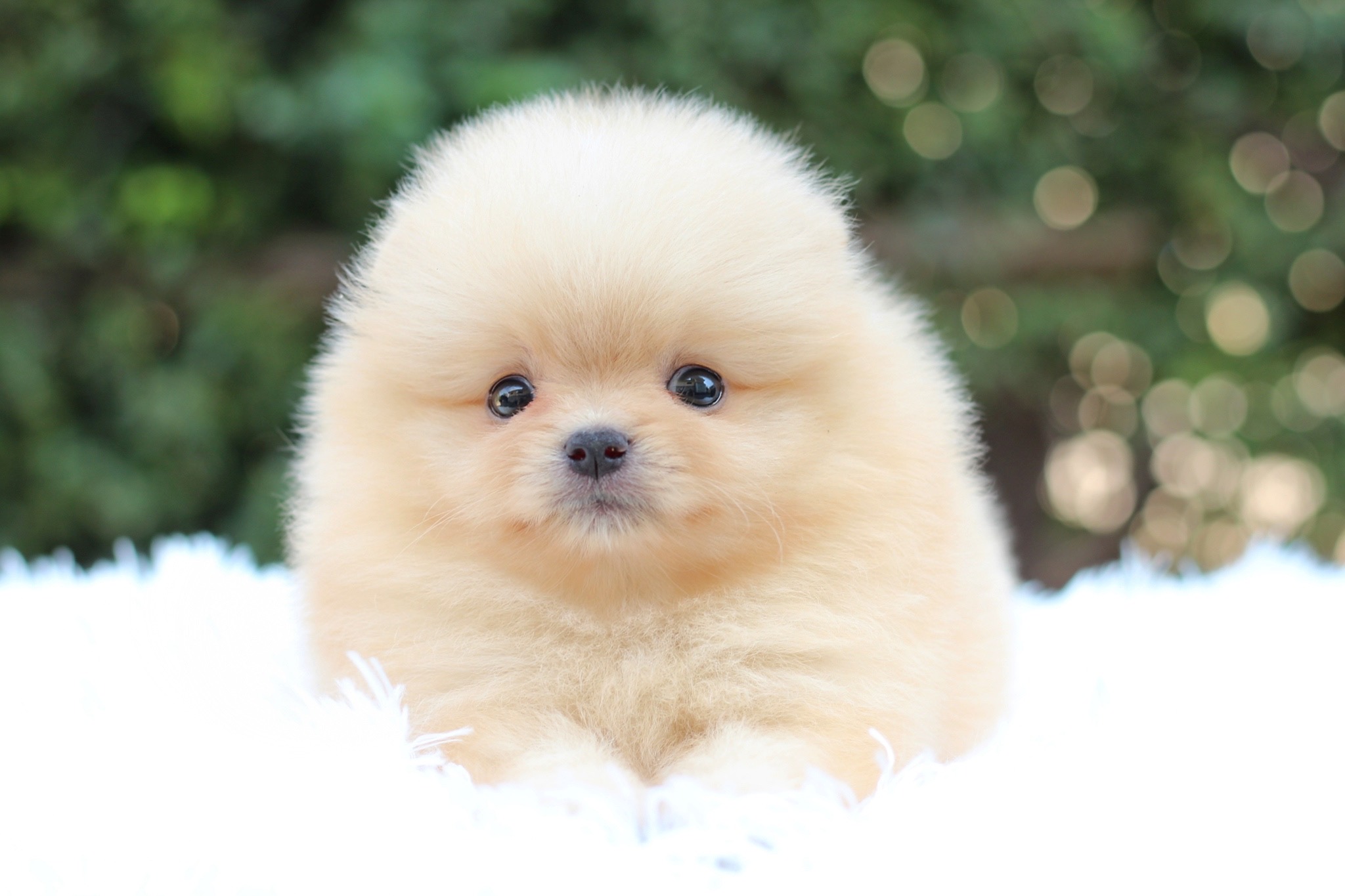 ปอมเมอเรเนียน เพศผู้ สีครีม