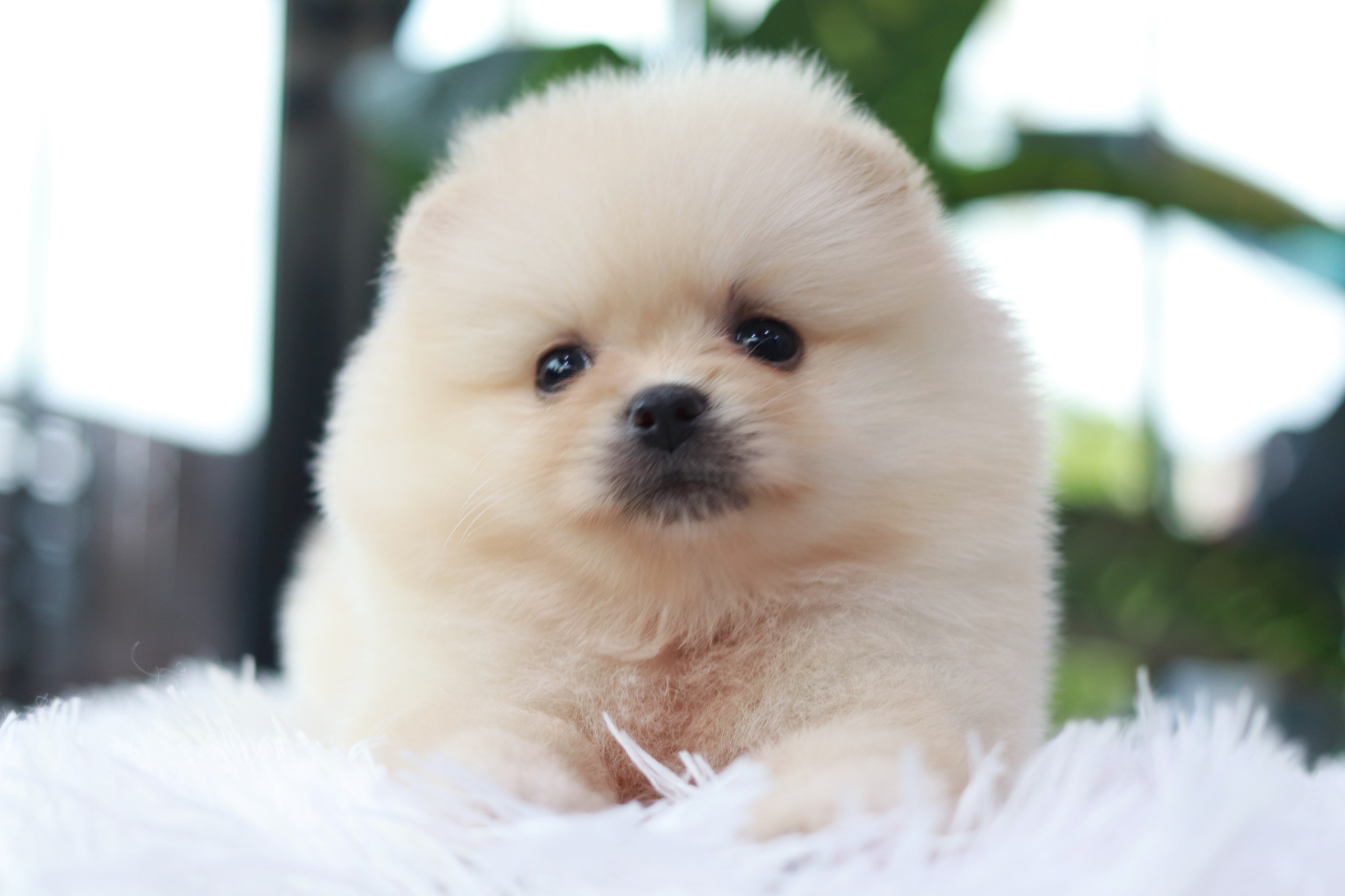 ปอมเมอเรเนียน เพศผู้