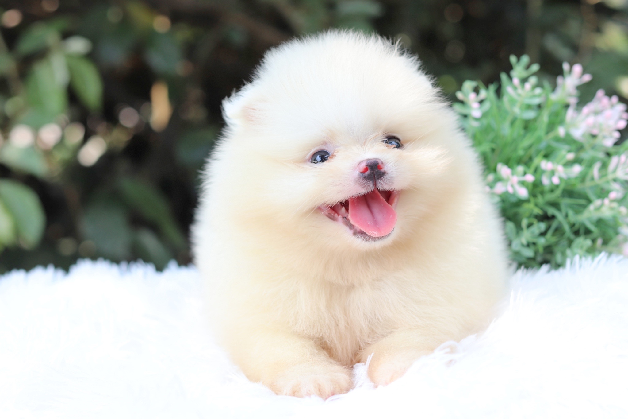 ปอมเมอเรเนียน เพศเมียขาวครีม