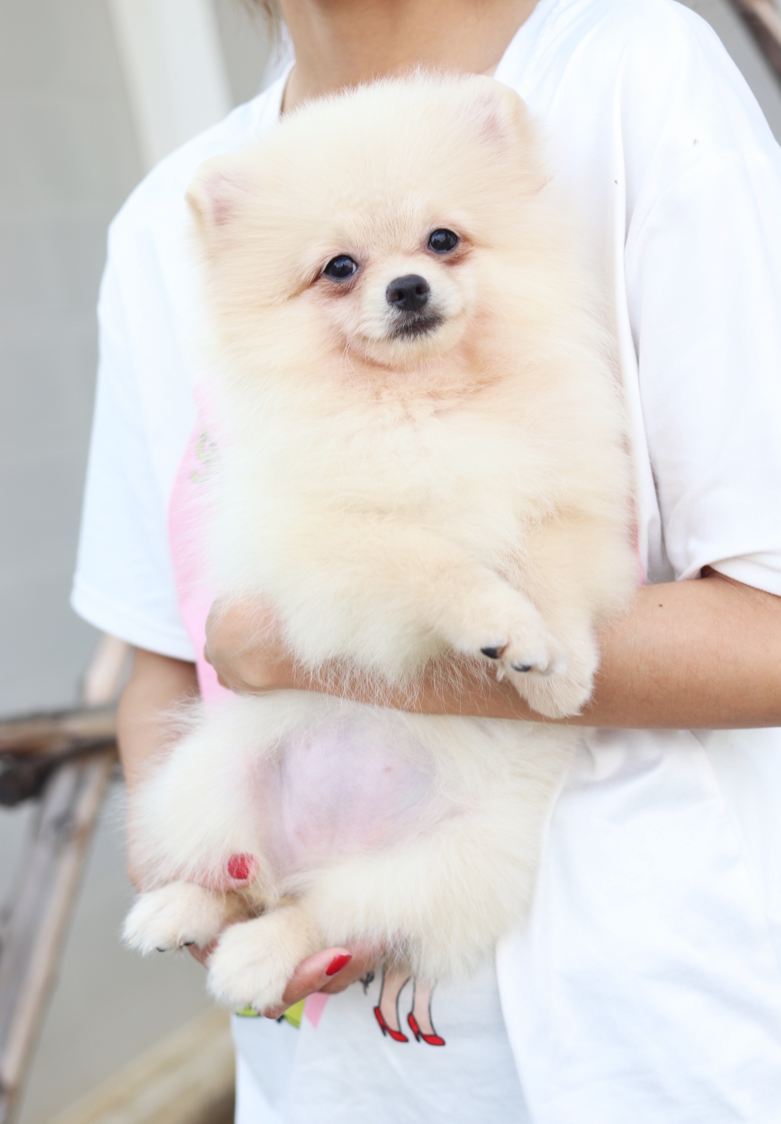 ปอมเมอเรเนียน เพศเมียสีครีม สามเดือน