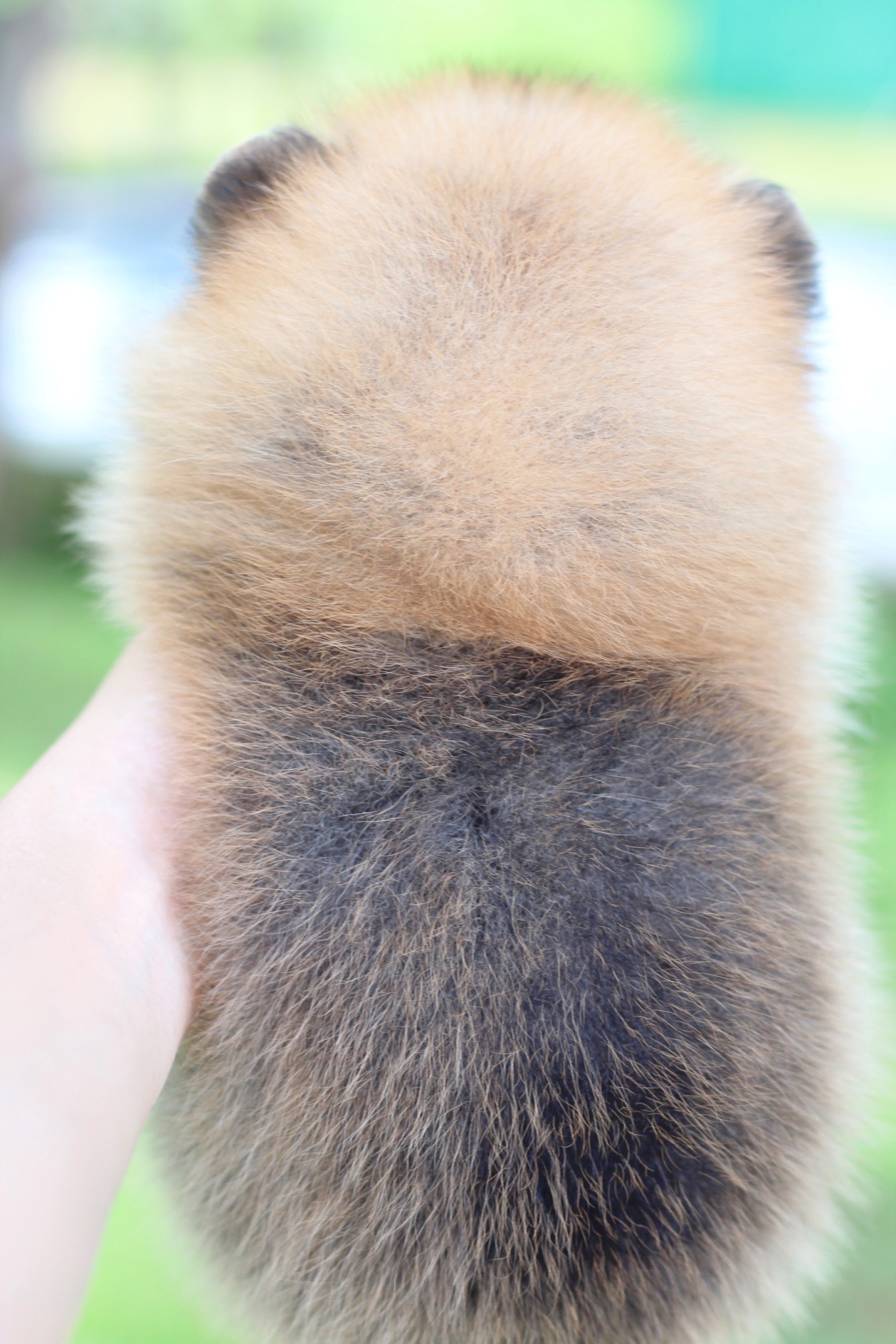 ปอมเมอเรเนียน เพศเมียสีส้ม