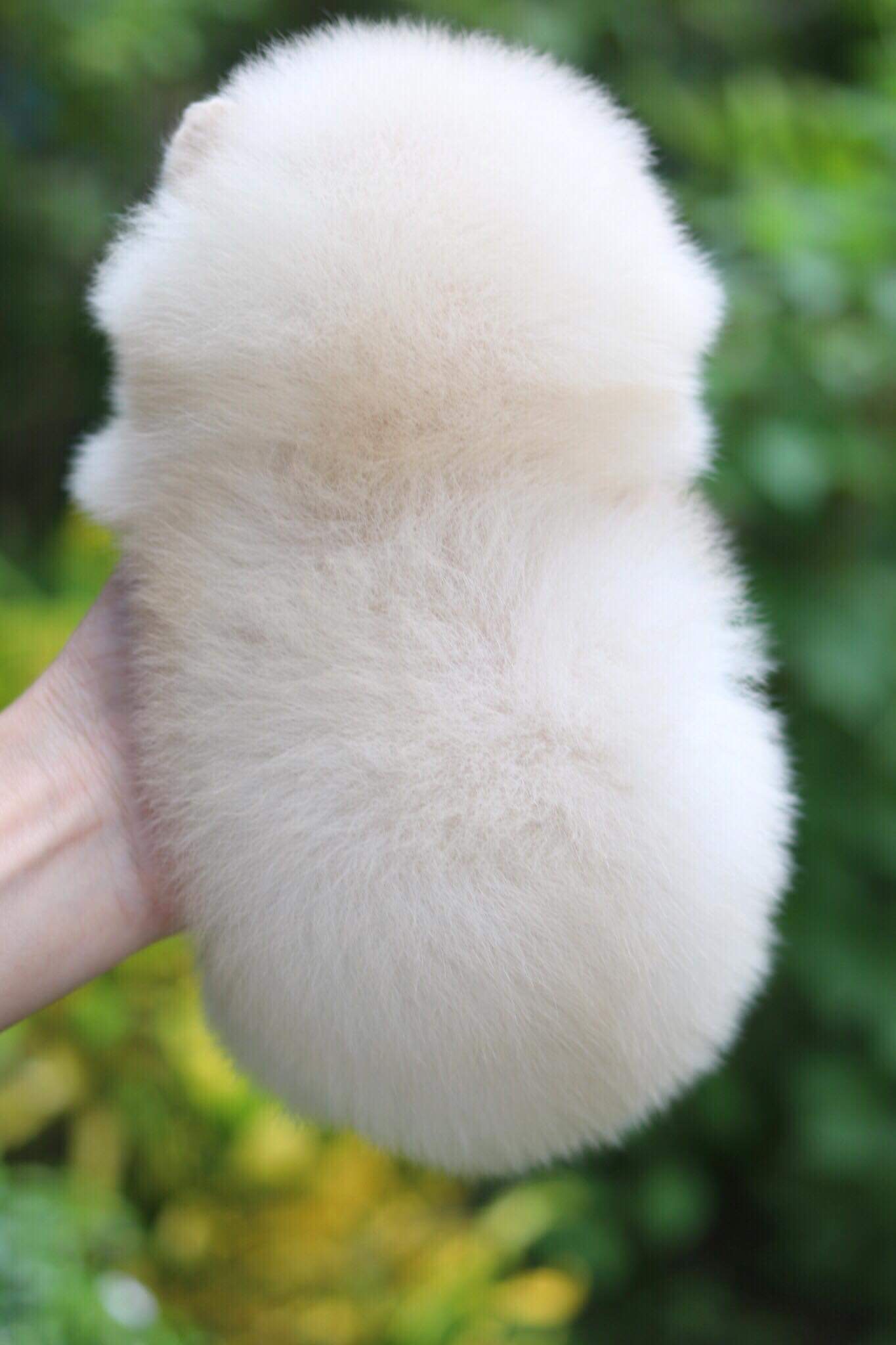 ปอมเมอเรเนียน เพศผู้