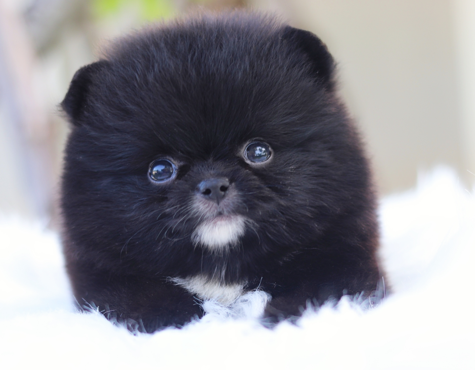 ปอมเมอเรเนียน เพศเมียสีดำ