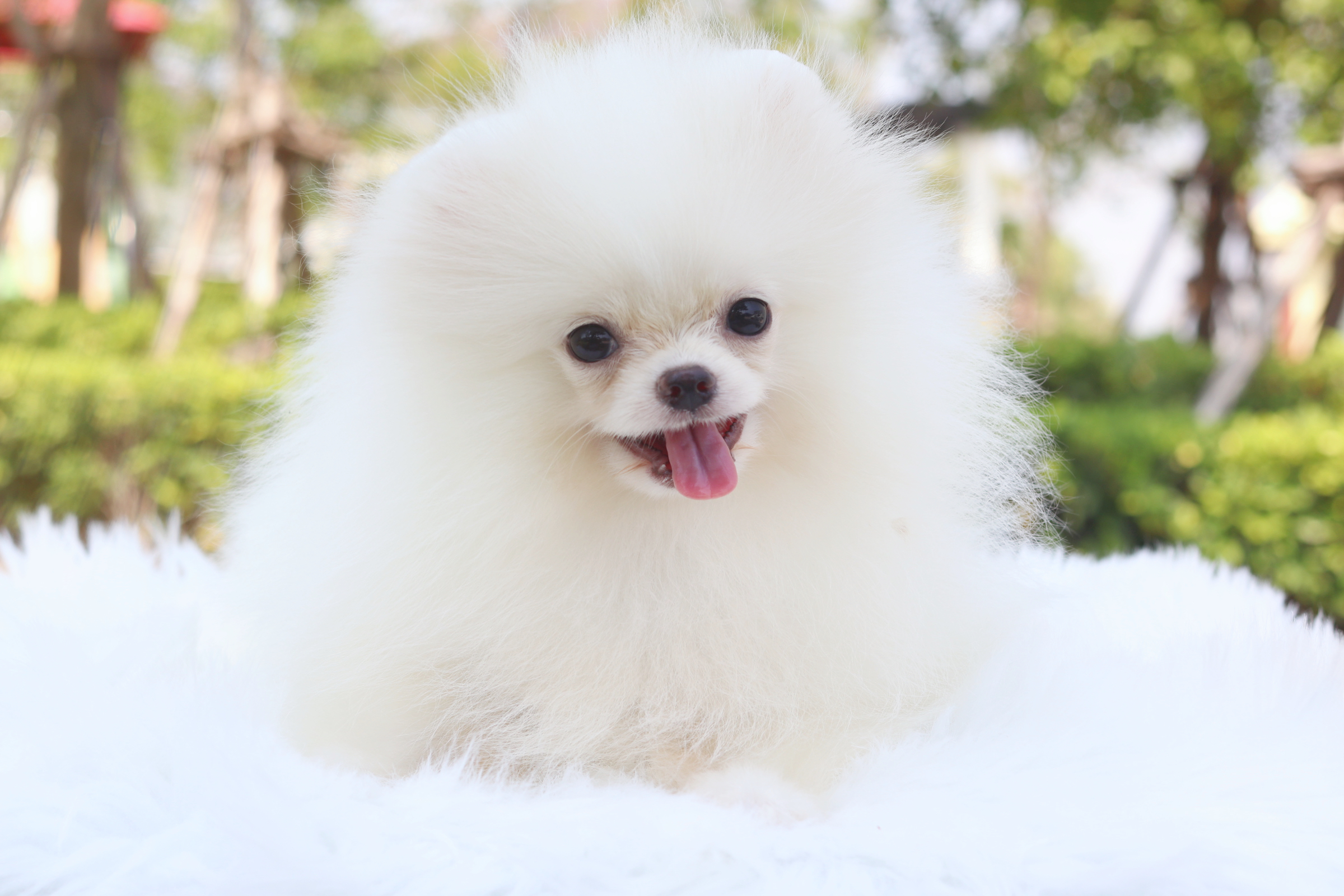 ปอมเมอเรเนียน เพศผู้สีขาวครีม