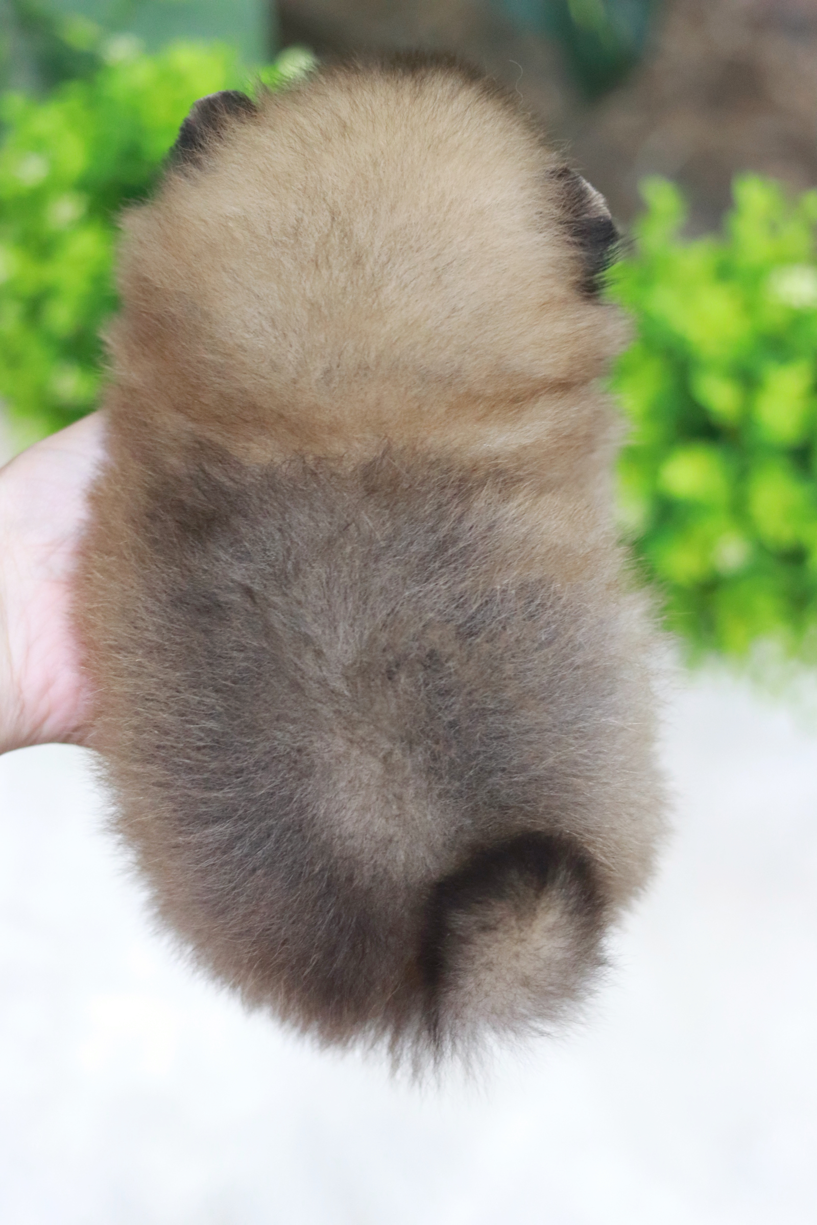 ปอมเมอเรเนียน เพศเมีย