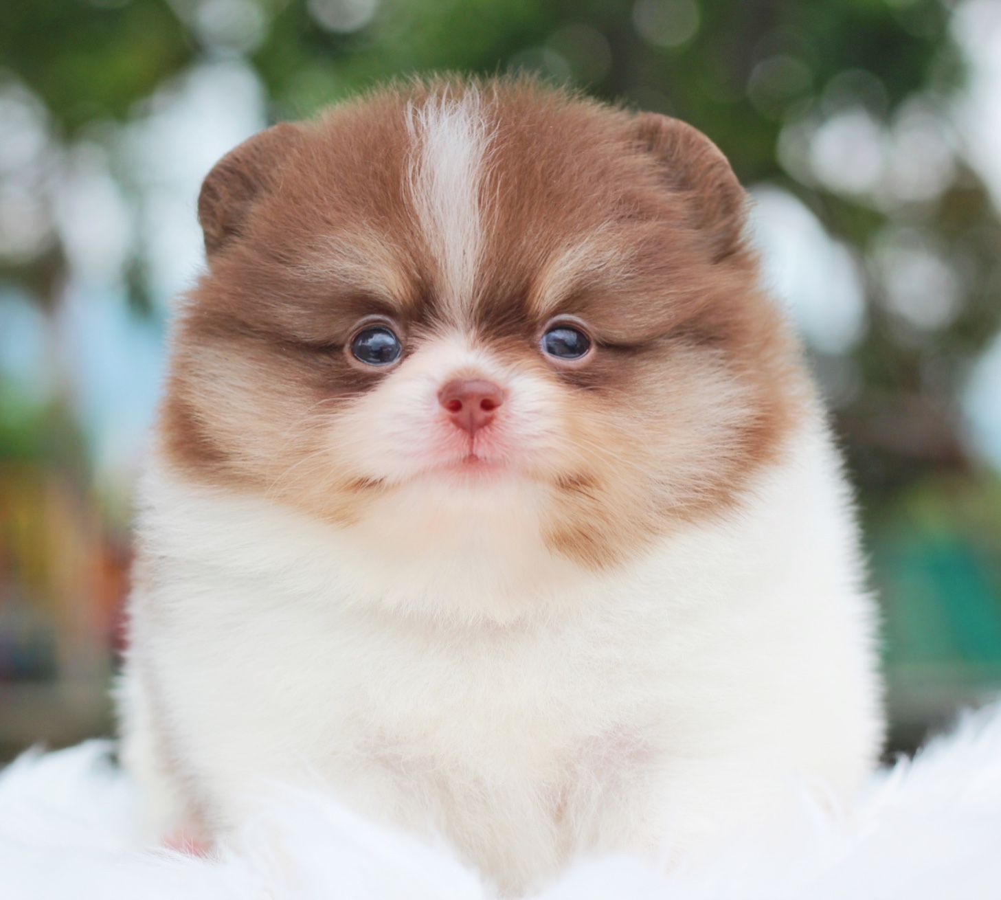 ปอมเมอเรเนียน เพศผู้แฟนซี&ช็อคแทน