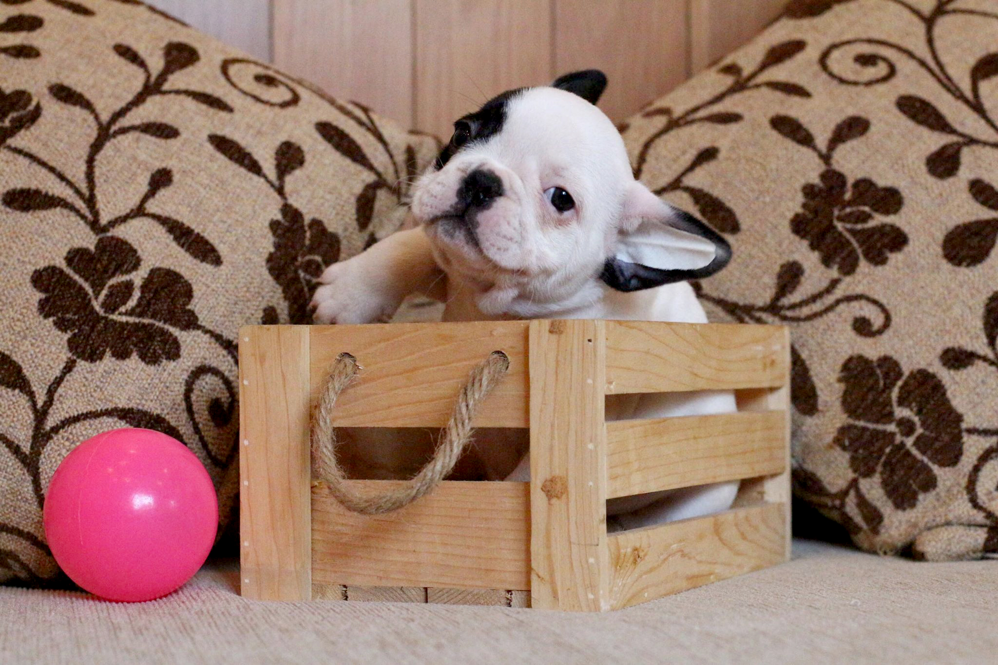 น้องชูว์ก้า เฟรนช์บูลด็อก สีขาวดำ มาร์คโมเช่