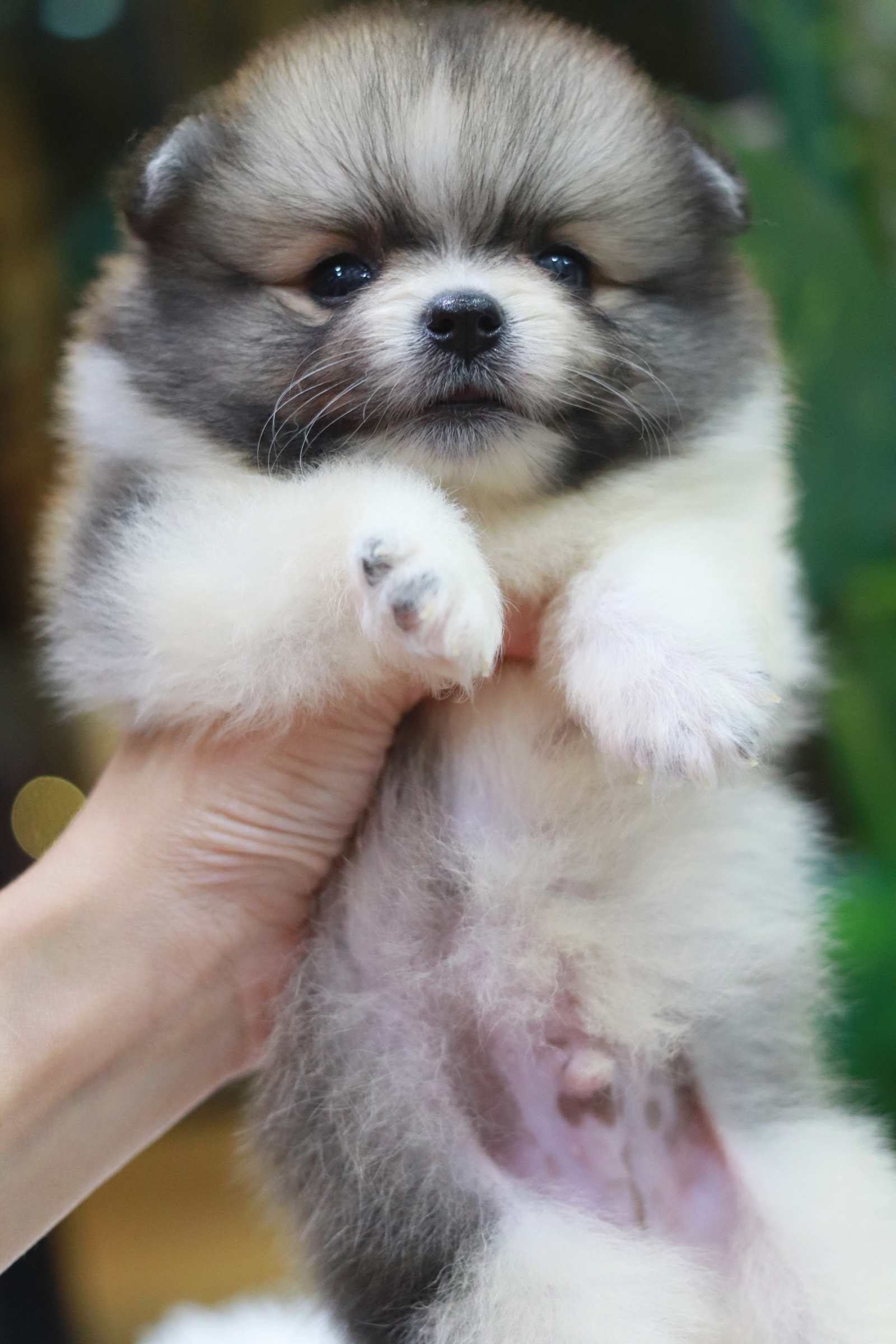 ปอมเมอเรเนียน เพศผู้ สีแฟนซี