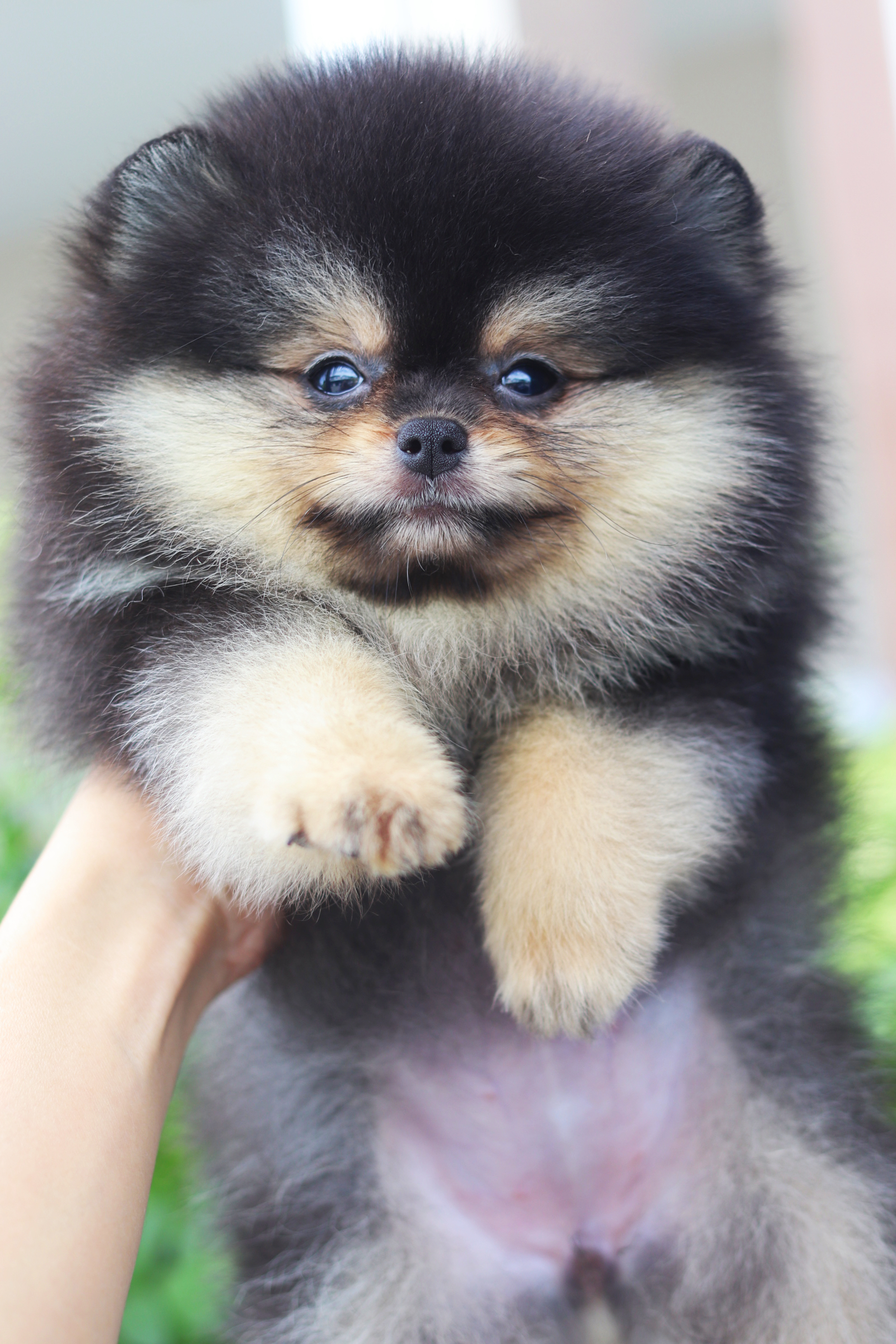 ปอมเมอเรเนียน เพศเมียสีแบล็คแทน