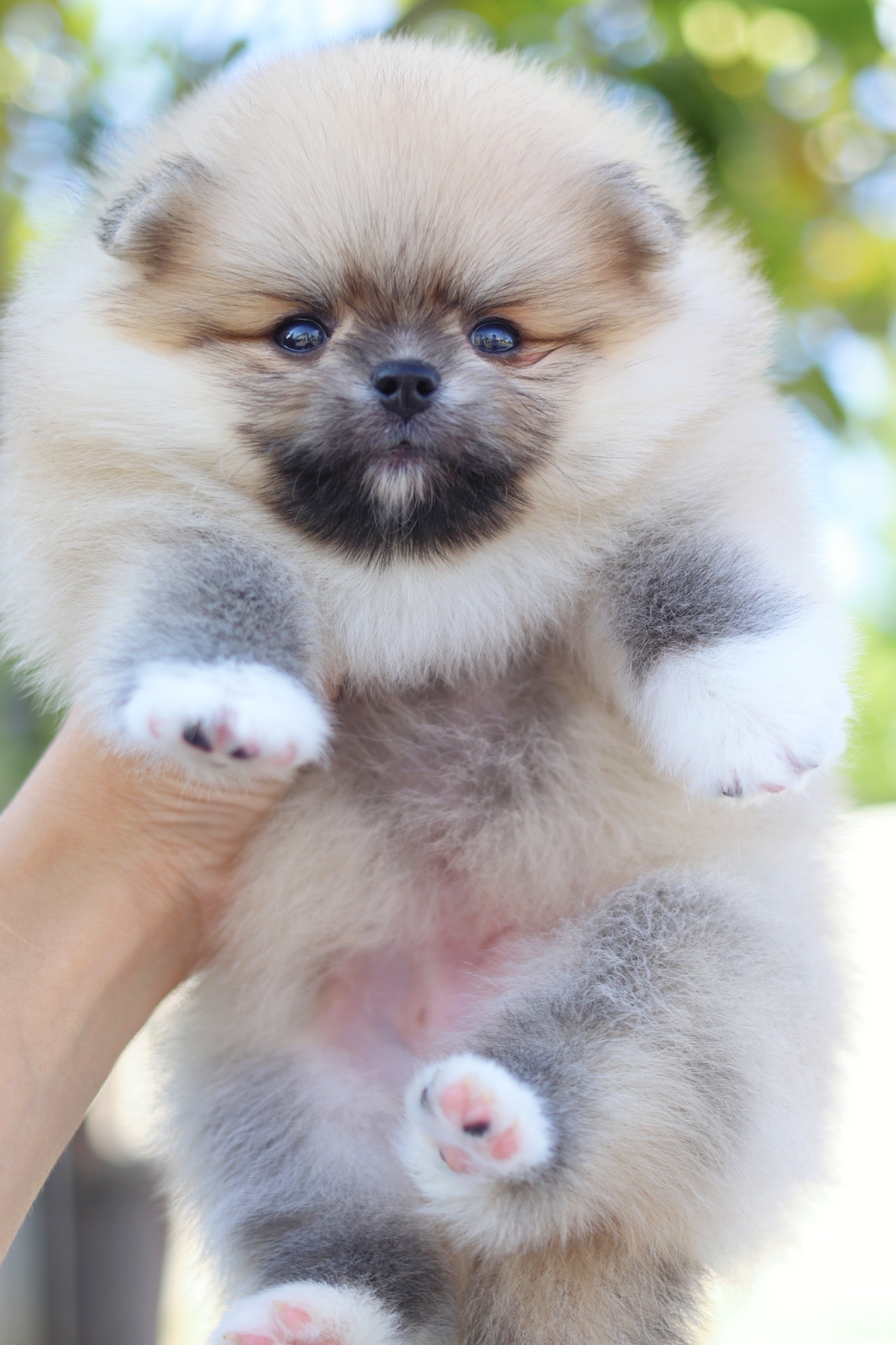 ปอมเมอเรเนียน เพศเมียสีส้ม