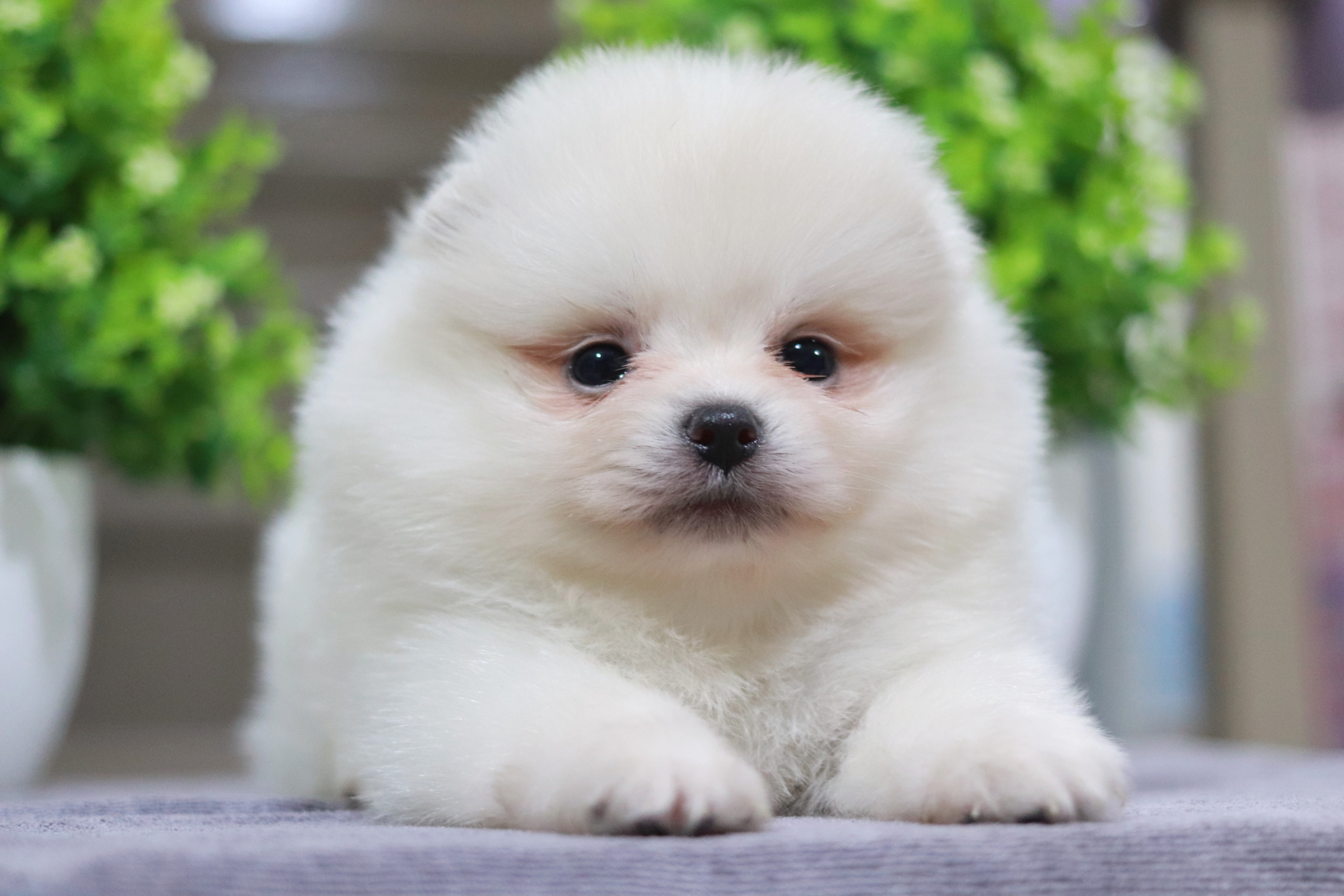 ปอมเมอเรเนียน เพศผู้