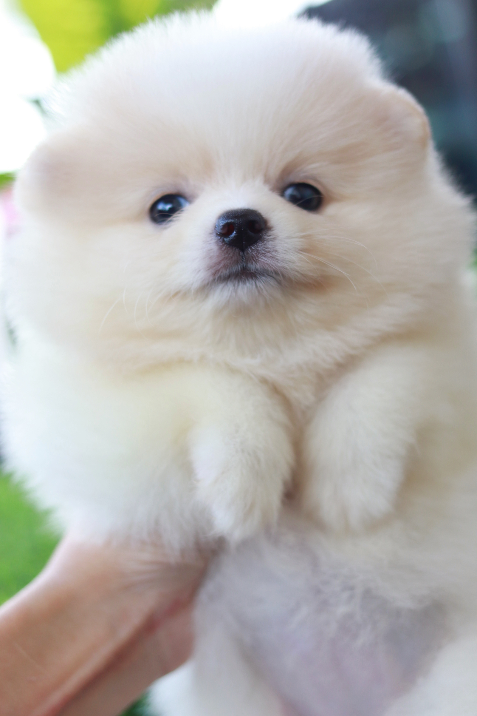 ปอมเมอเรเนียน เพศเมีย ขาวครีม