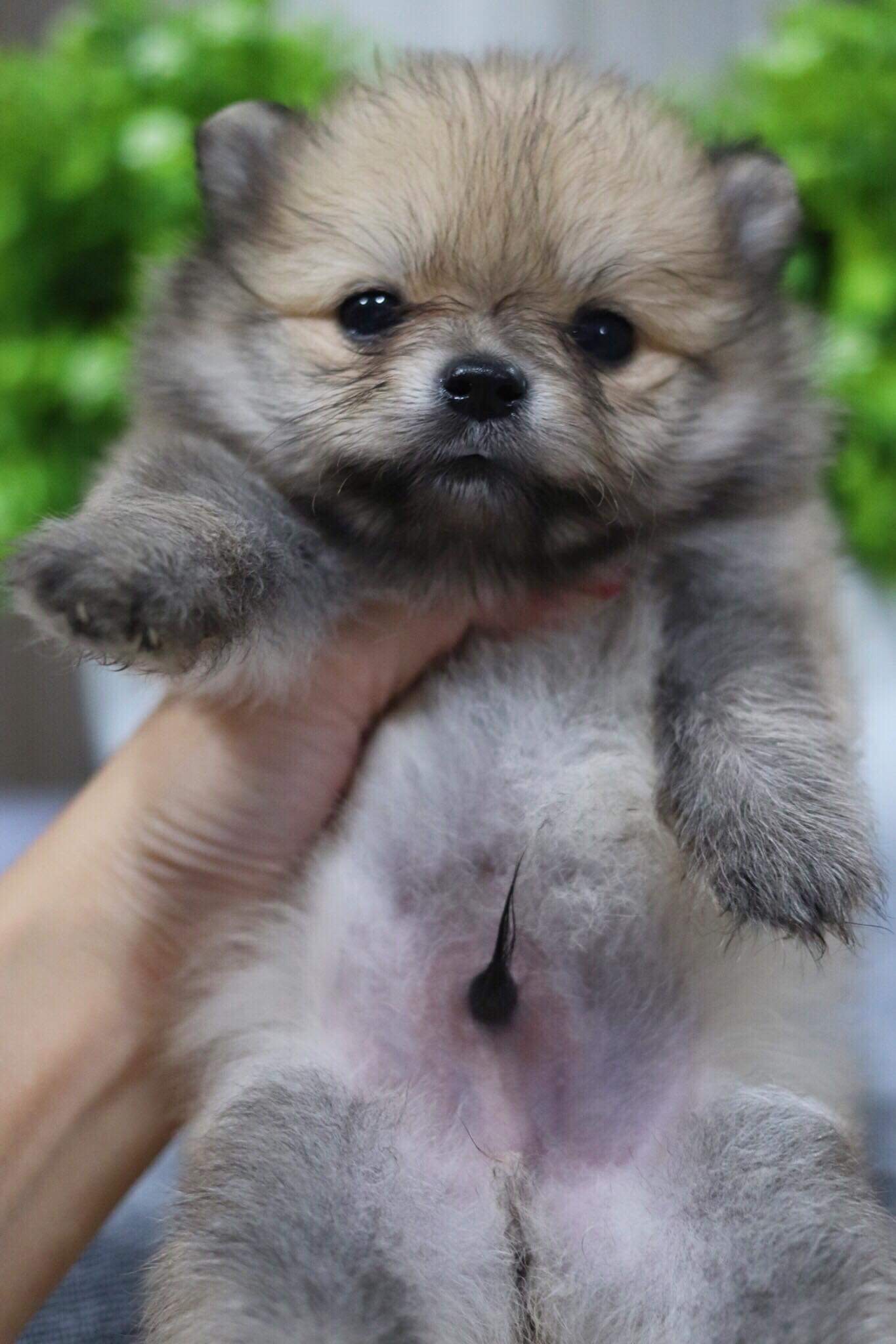 ปอมเมอเรเนียน เพศผู้