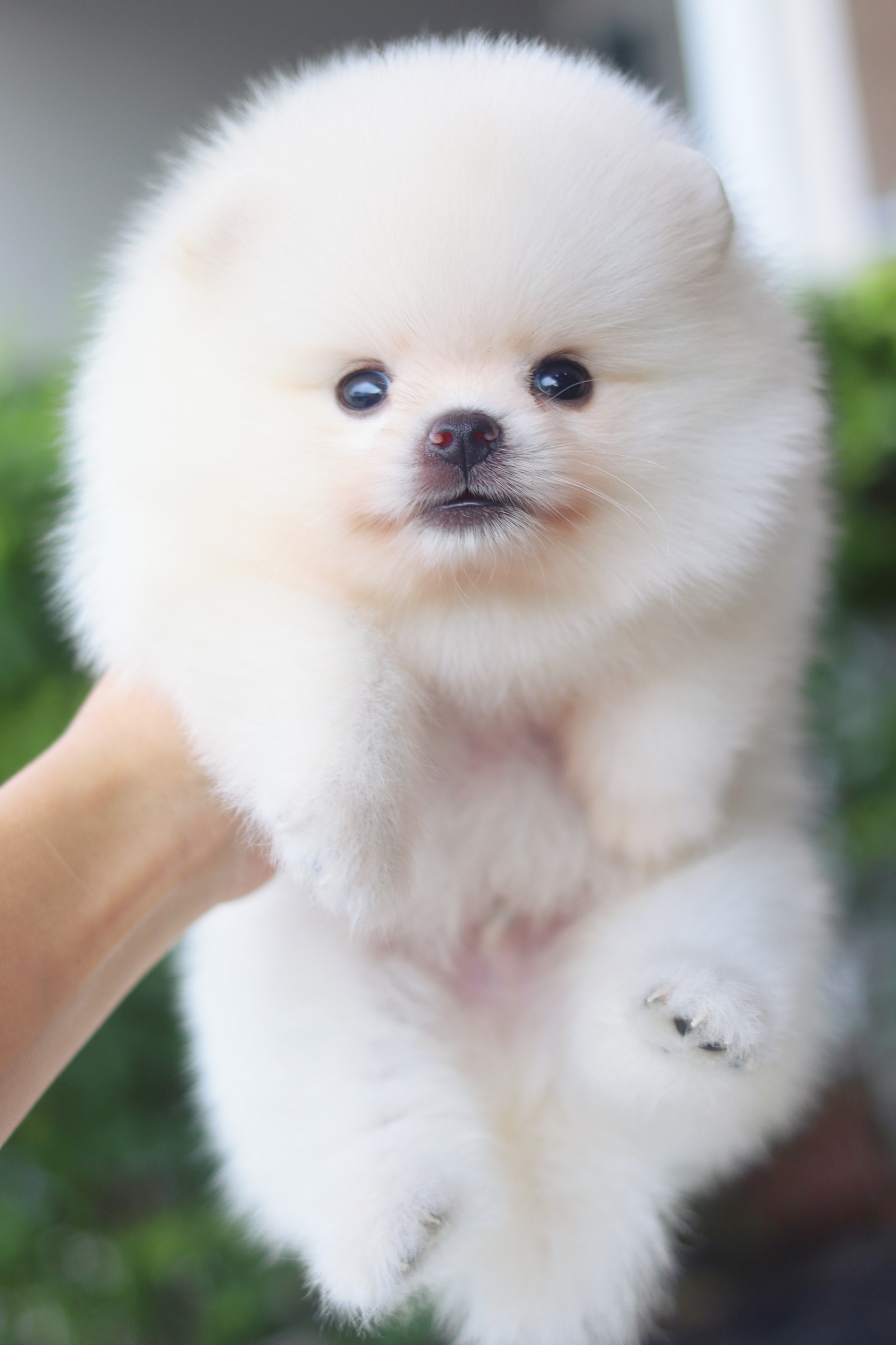 ปอมเมอเรเนียน เพศผู้สีขาวครีม