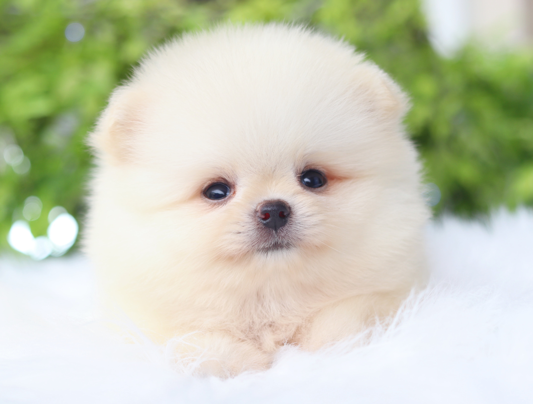 ปอมเมอเรเนียน เพศเมียสีขาวครีมเกรดโชว์