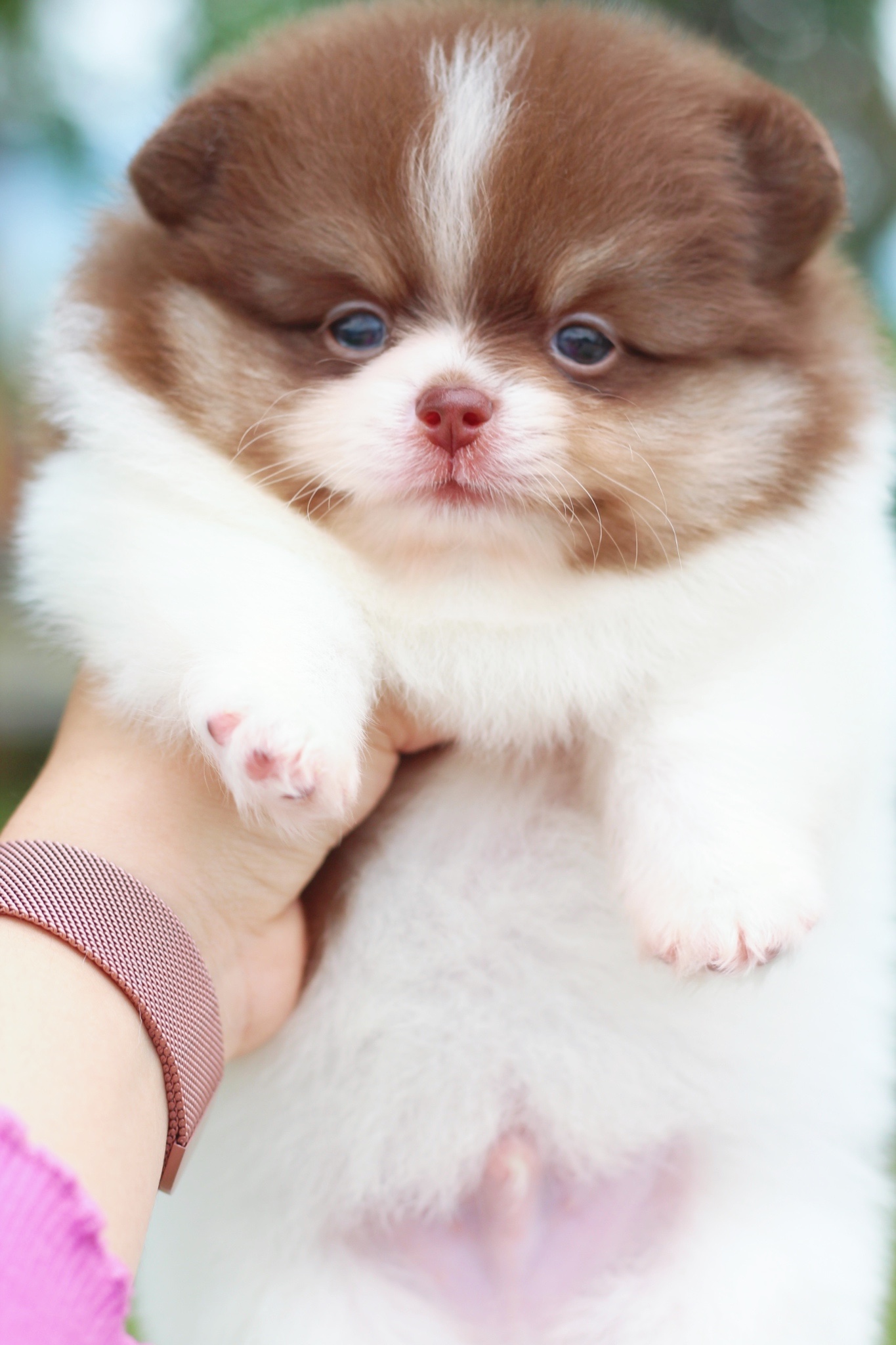 ปอมเมอเรเนียน เพศผู้แฟนซี&ช็อคแทน