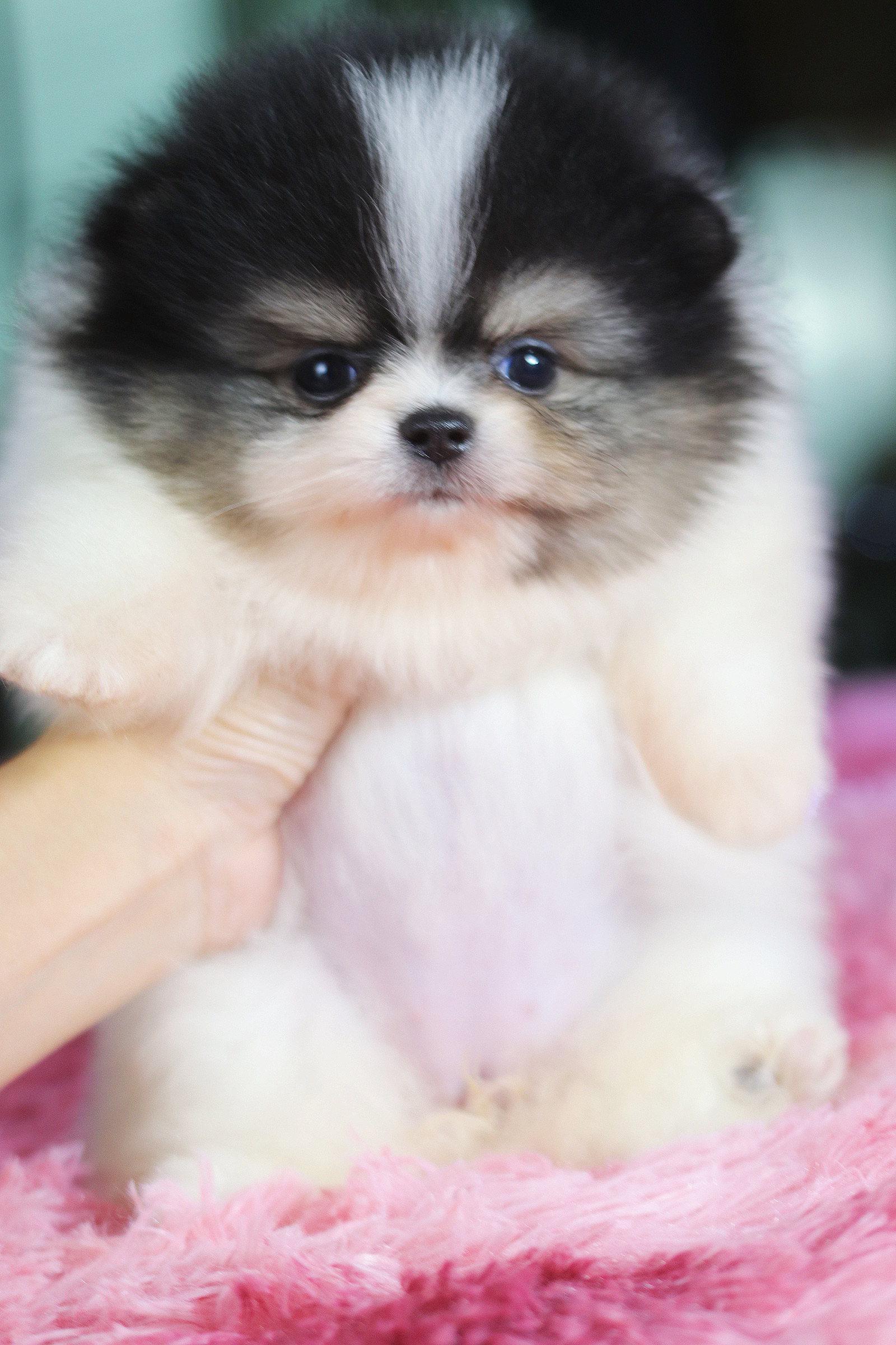 ปอมเมอเรเนียน เพศเมียสีแฟนซี เกรดโชว์