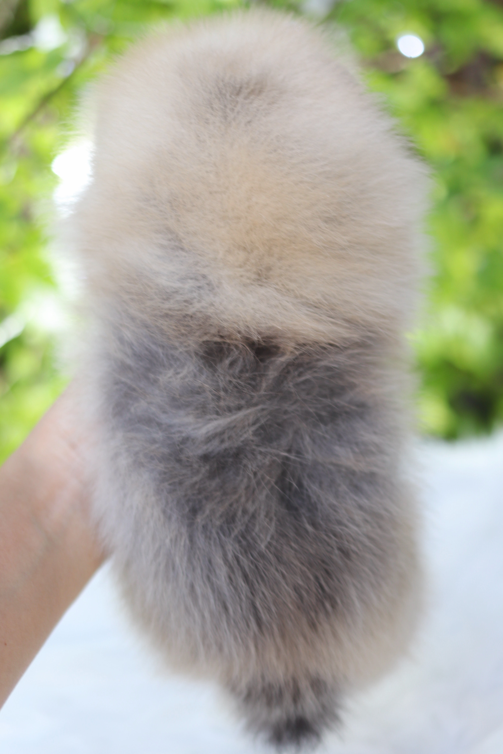 ปอมเมอเรเนียน เพศผู้ สีส้ม เกรดโชว์