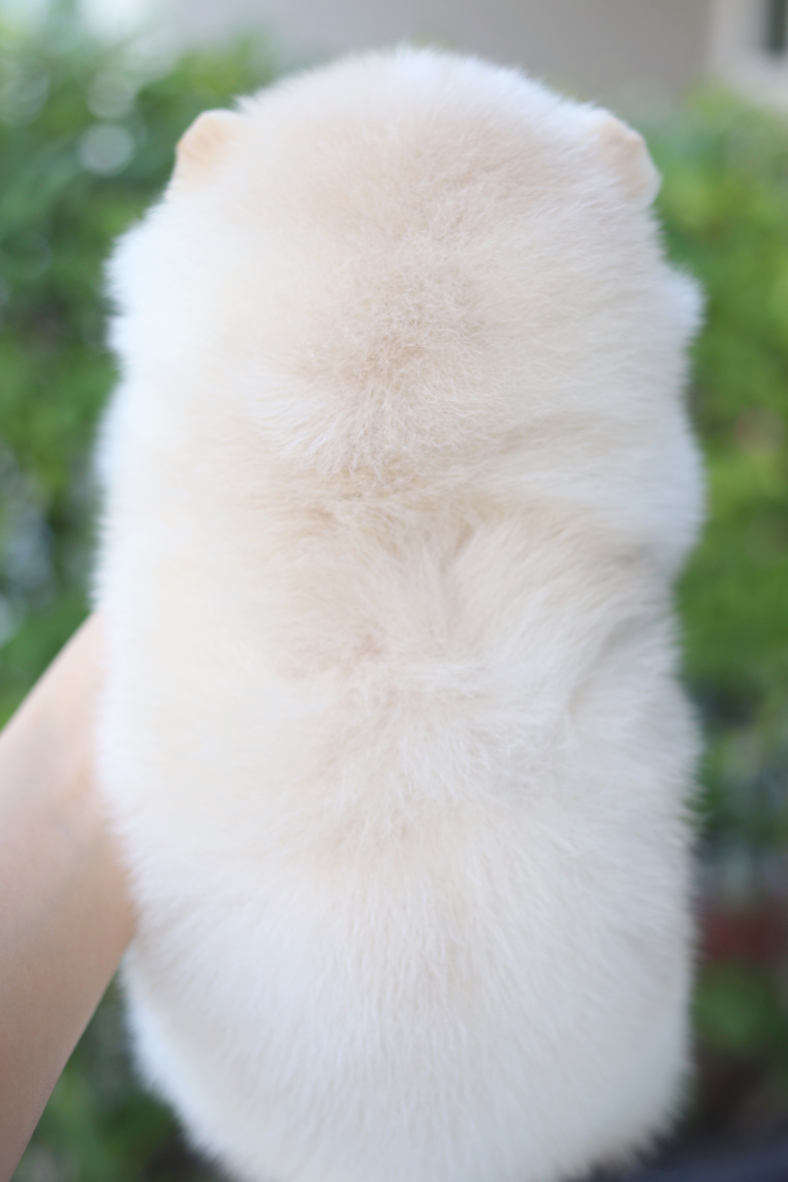 ปอมเมอเรเนียน เพศเมียสีครีม