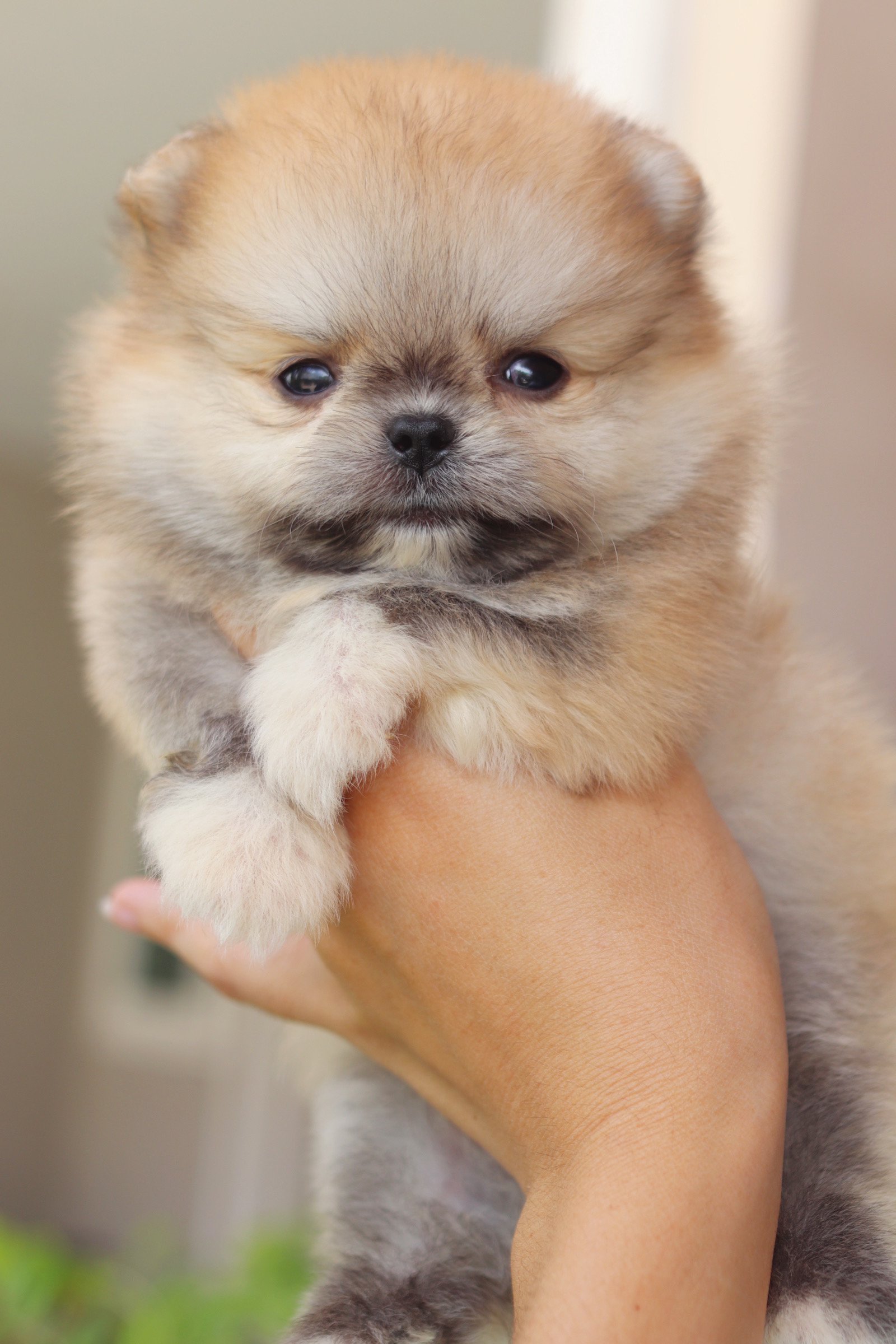 ปอมเมอเรเนียน เพศผู้ สีส้ม เกรดโชว์