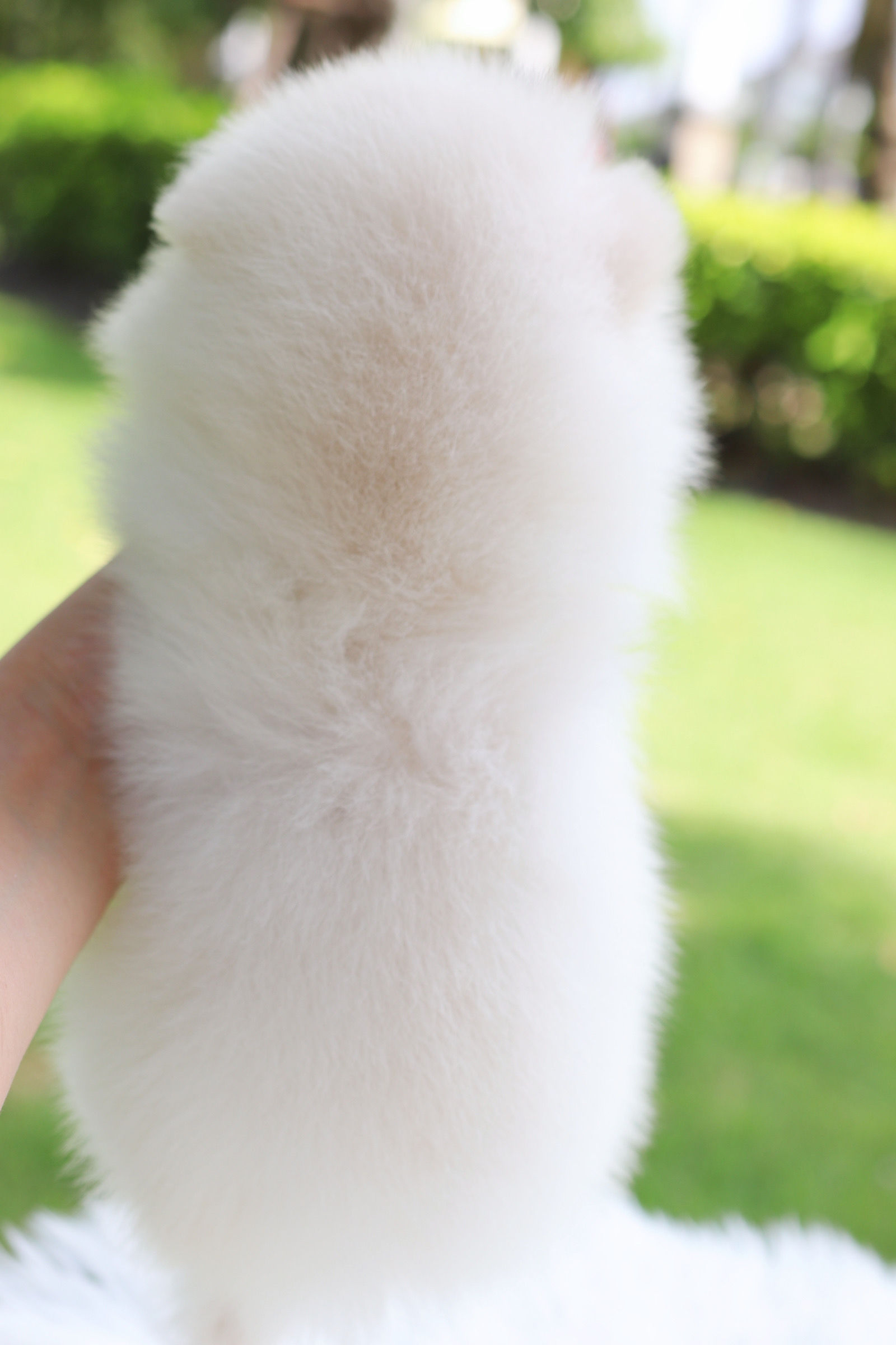 ปอมเมอเรเนียน เพศผู้สีขาวครีมเกรดโชว์