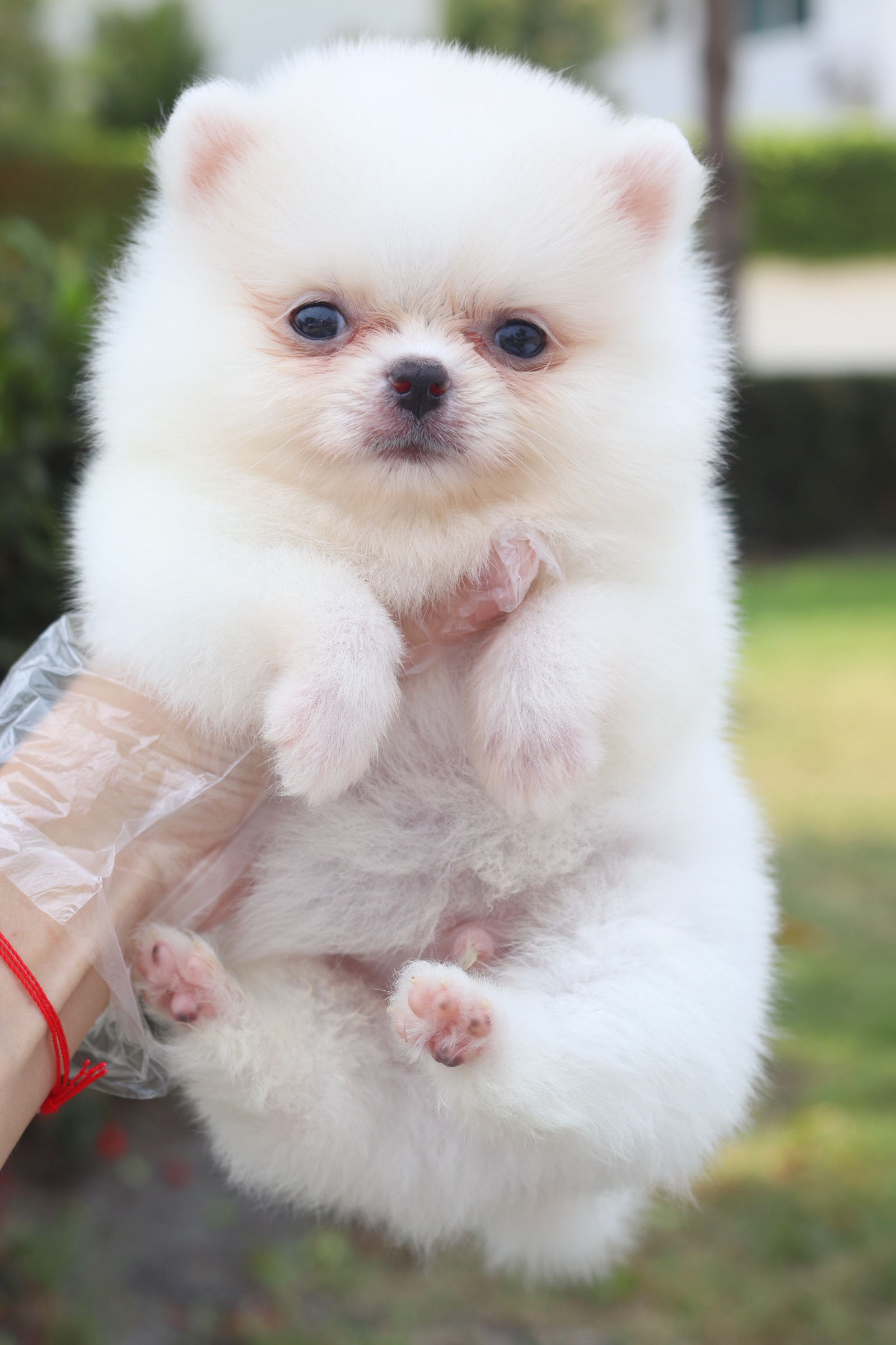 ปอมเมอเรเนียน เพศผู้สีขาวครีม