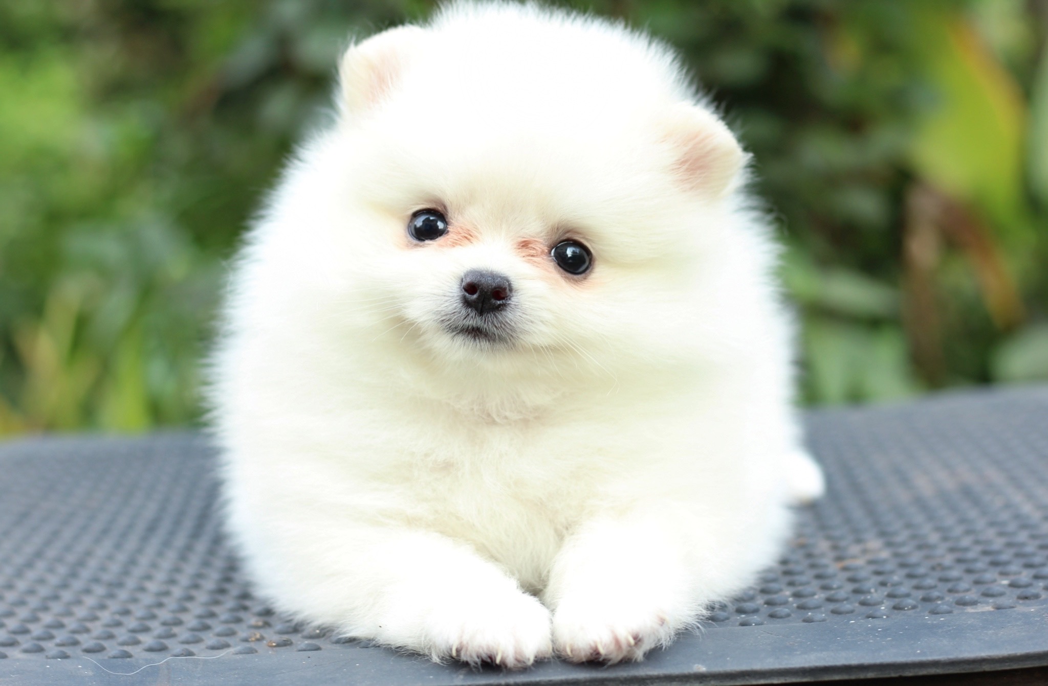 ปอมเมอเรเนียน เพศเมียสีขาวครีม