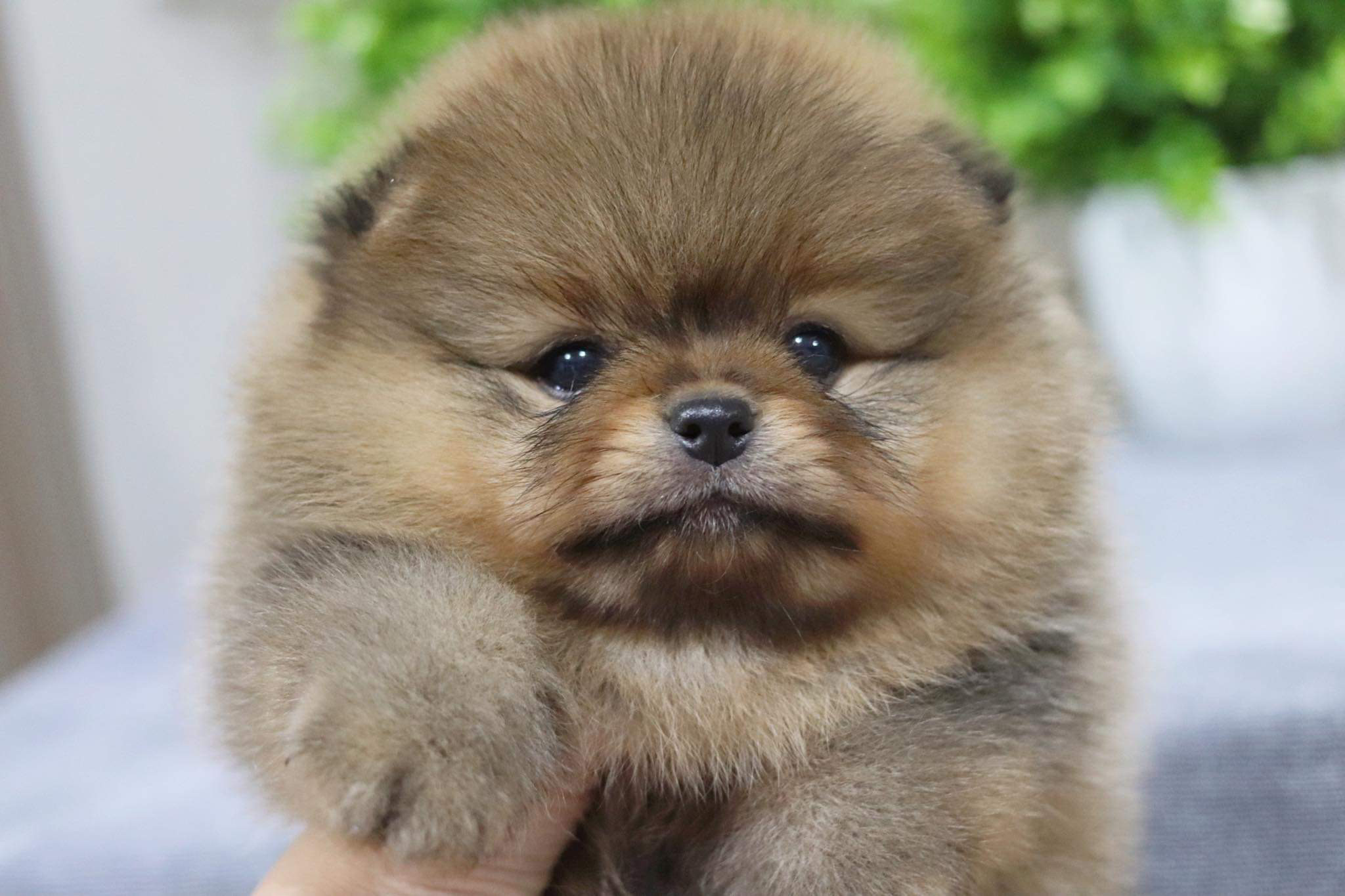 ปอมเมอเรเนียน เพศผู้