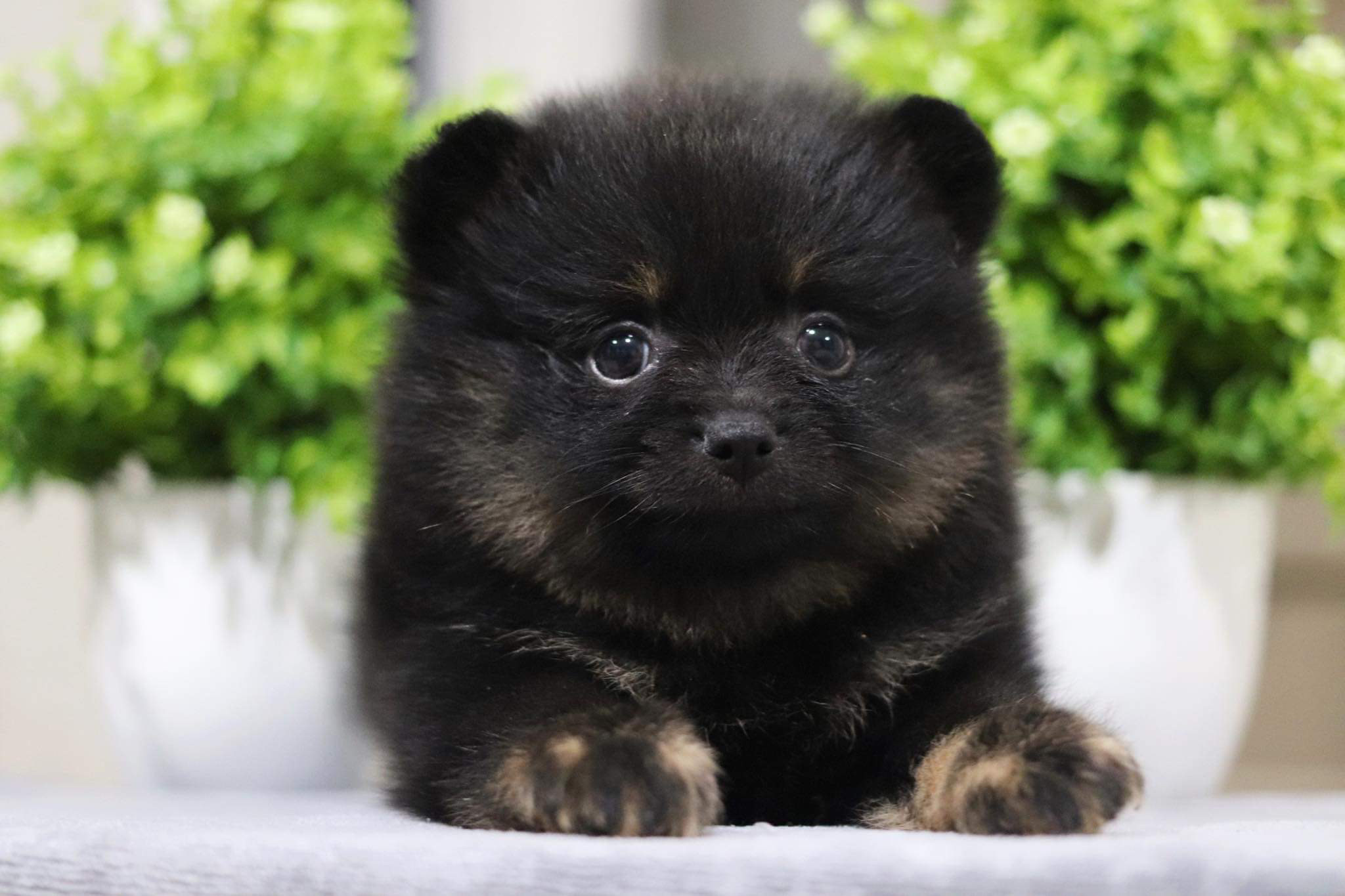 ปอมเมอเรเนียน เพศเมีย