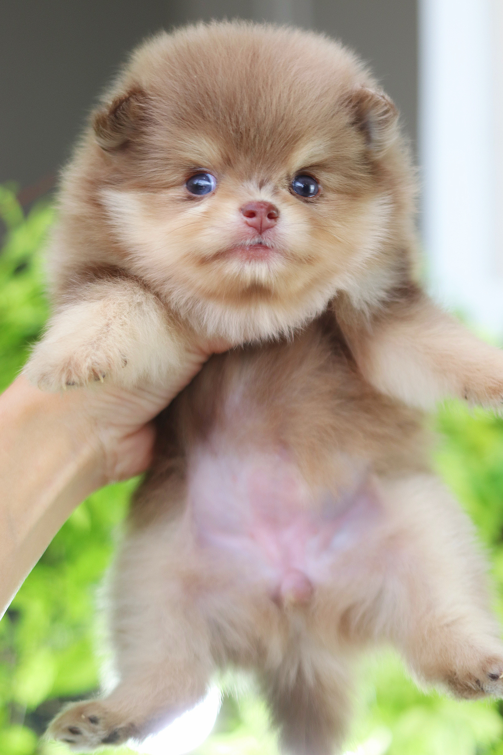 ปอมเมอเรเนียน เพศเมียสีช็อคเมอร์เร่