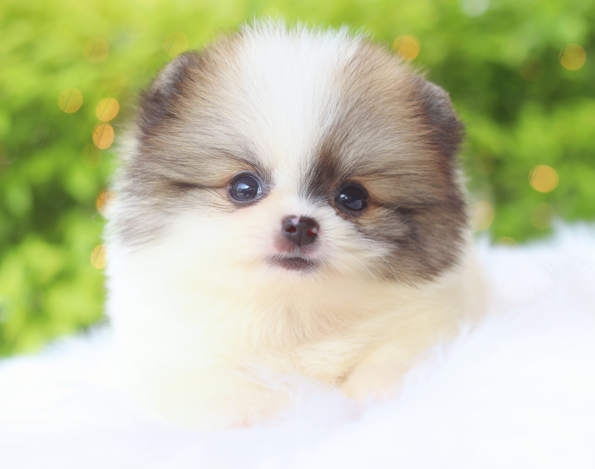 ปอมเมอเรเนียน เพศเมียสีแฟนซี