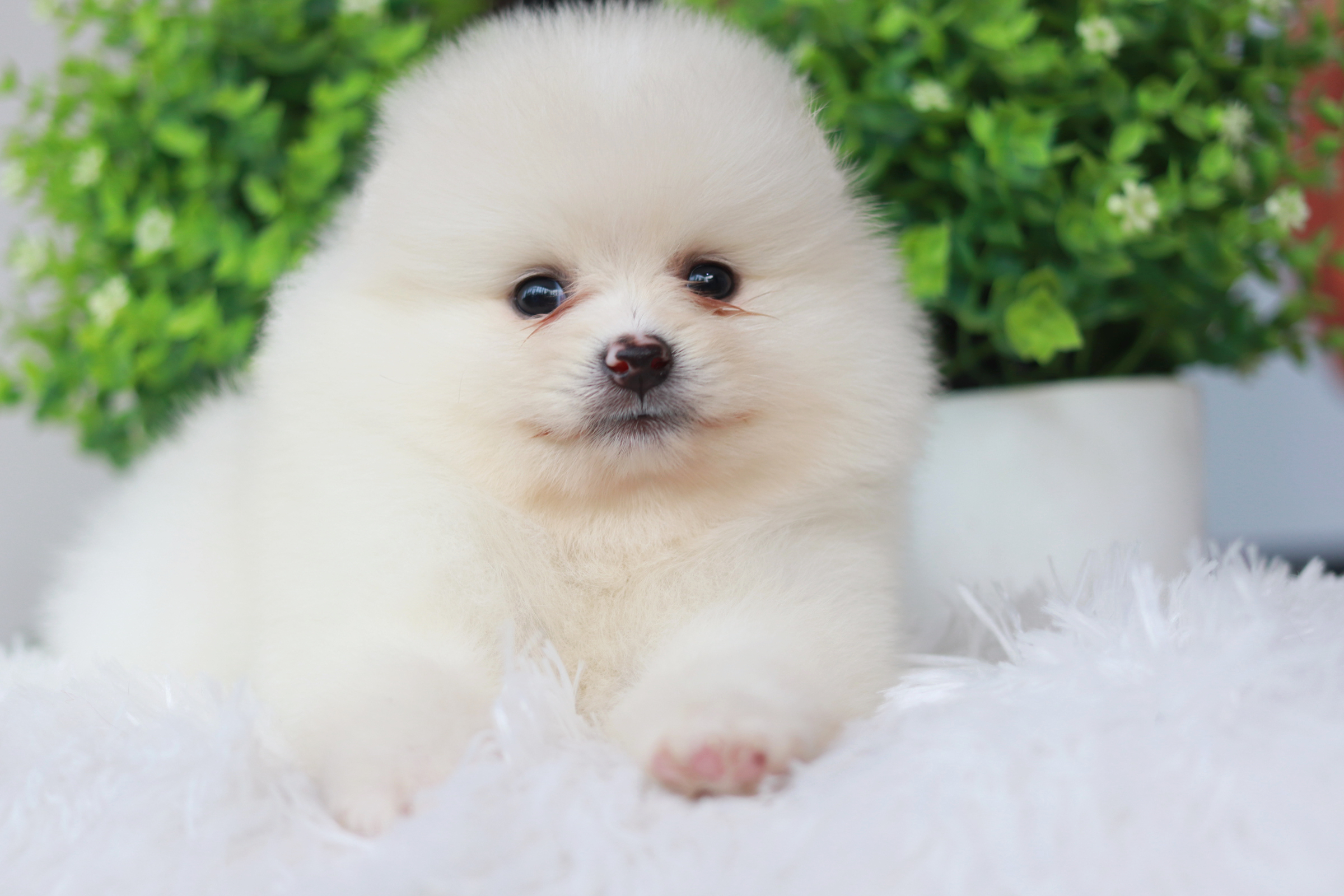 ปอมเมอเรเนียน เพศเมียขาว