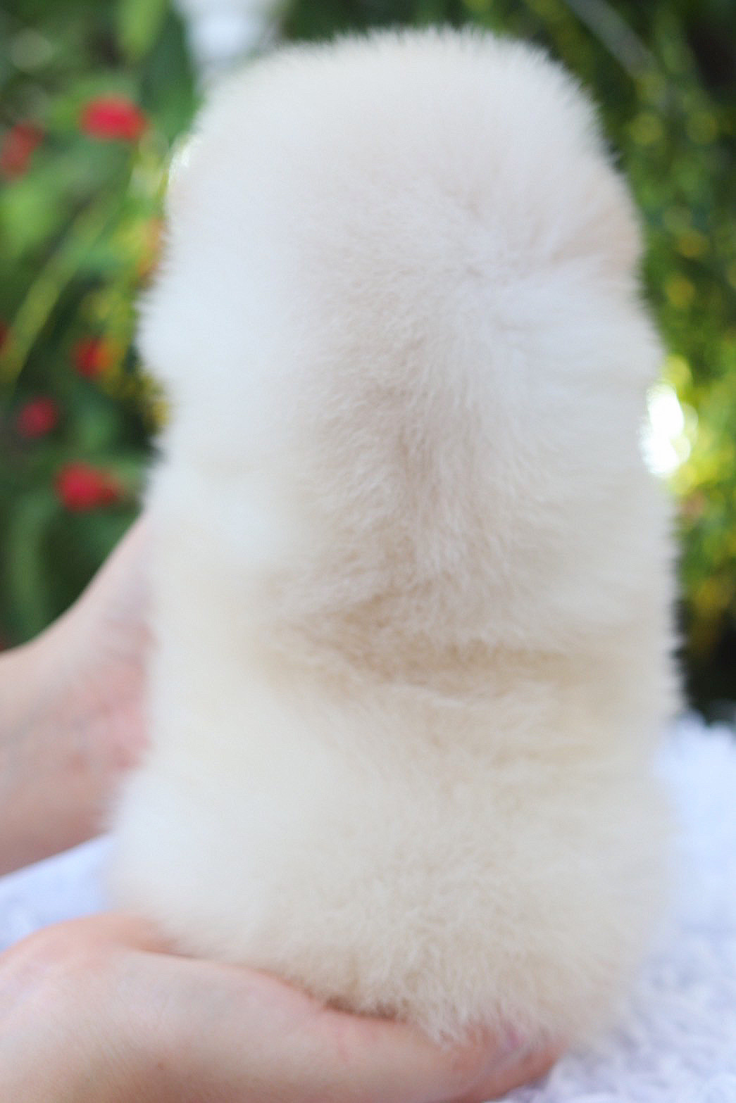 ปอมเมอเรเนียน เพศเมียสีขาวครีม เกรดโชว์