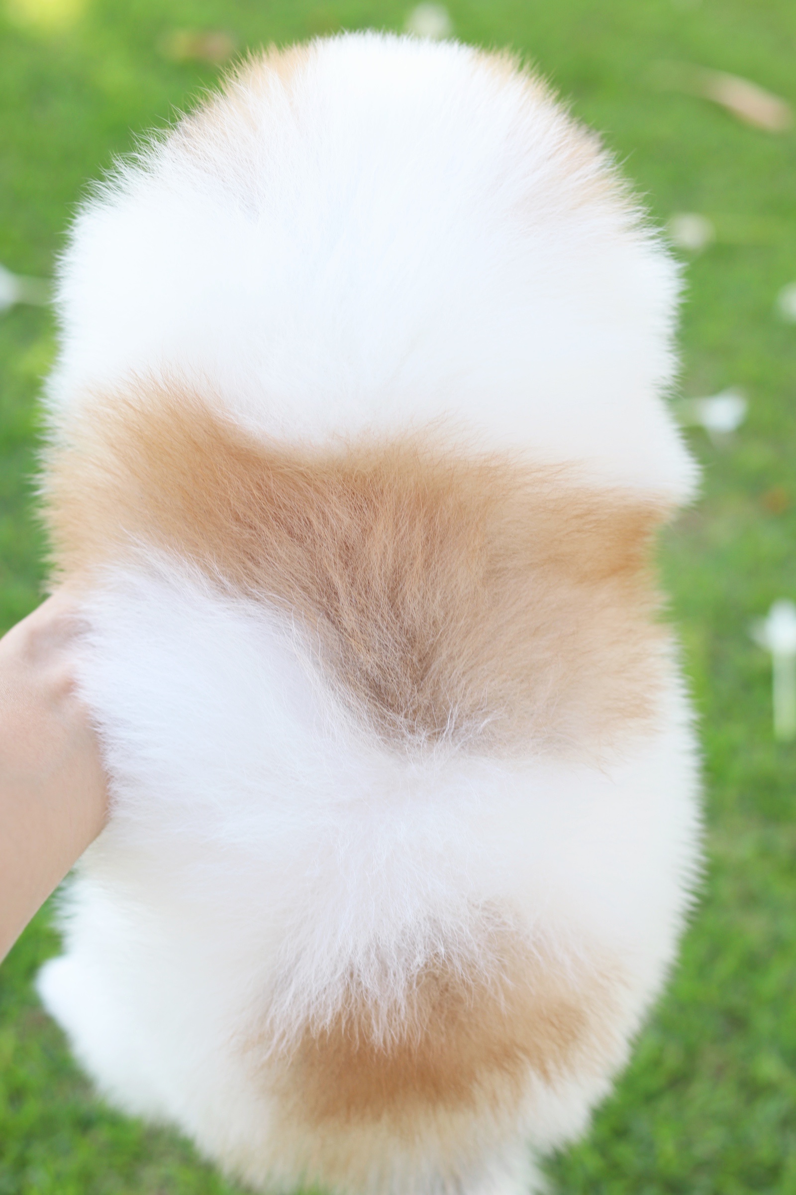 ปอมเมอเรเนียน เพศผู้ สีแฟนซี