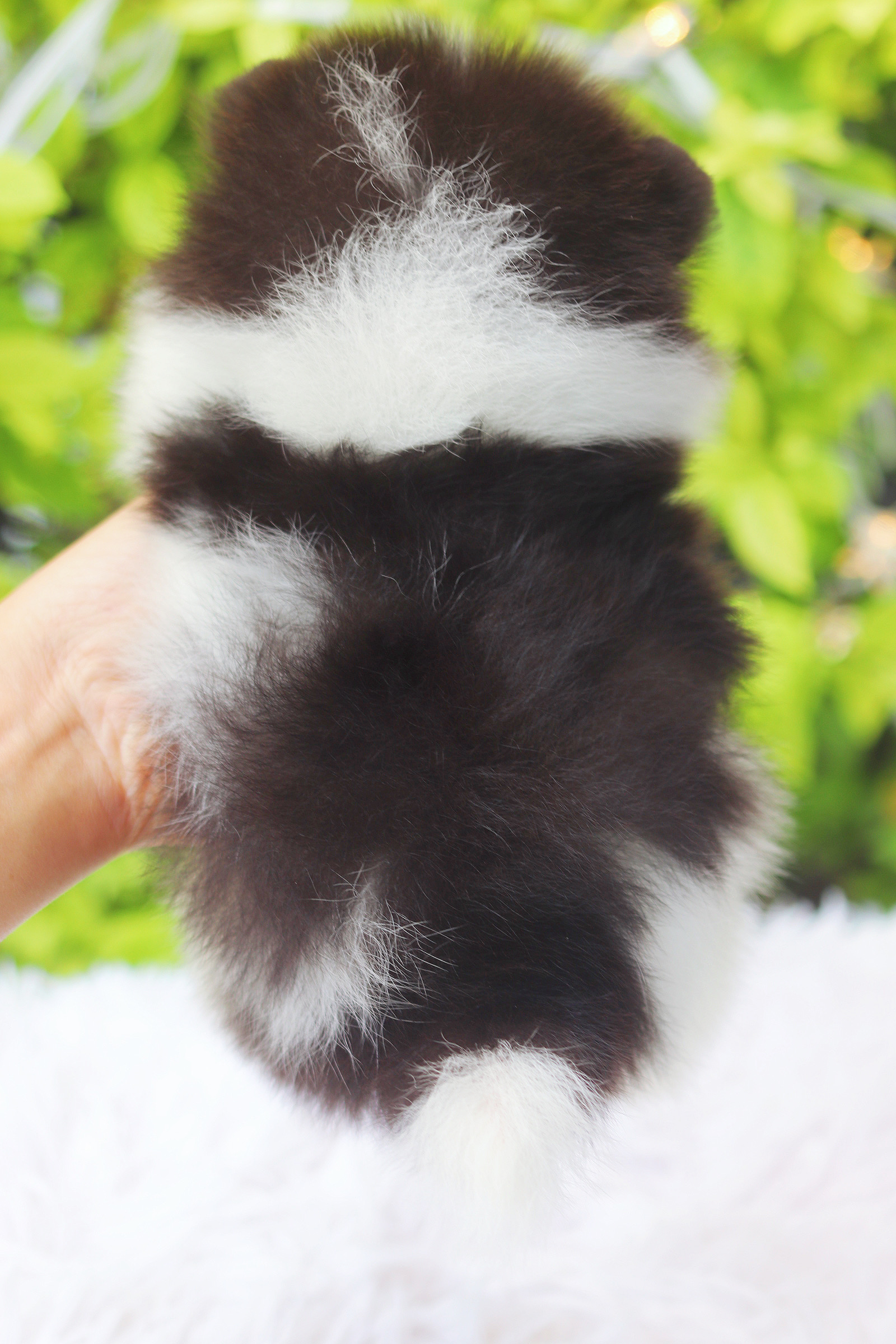 ปอมเมอเรเนียน เพศเมียสีแฟนซีแพนด้า