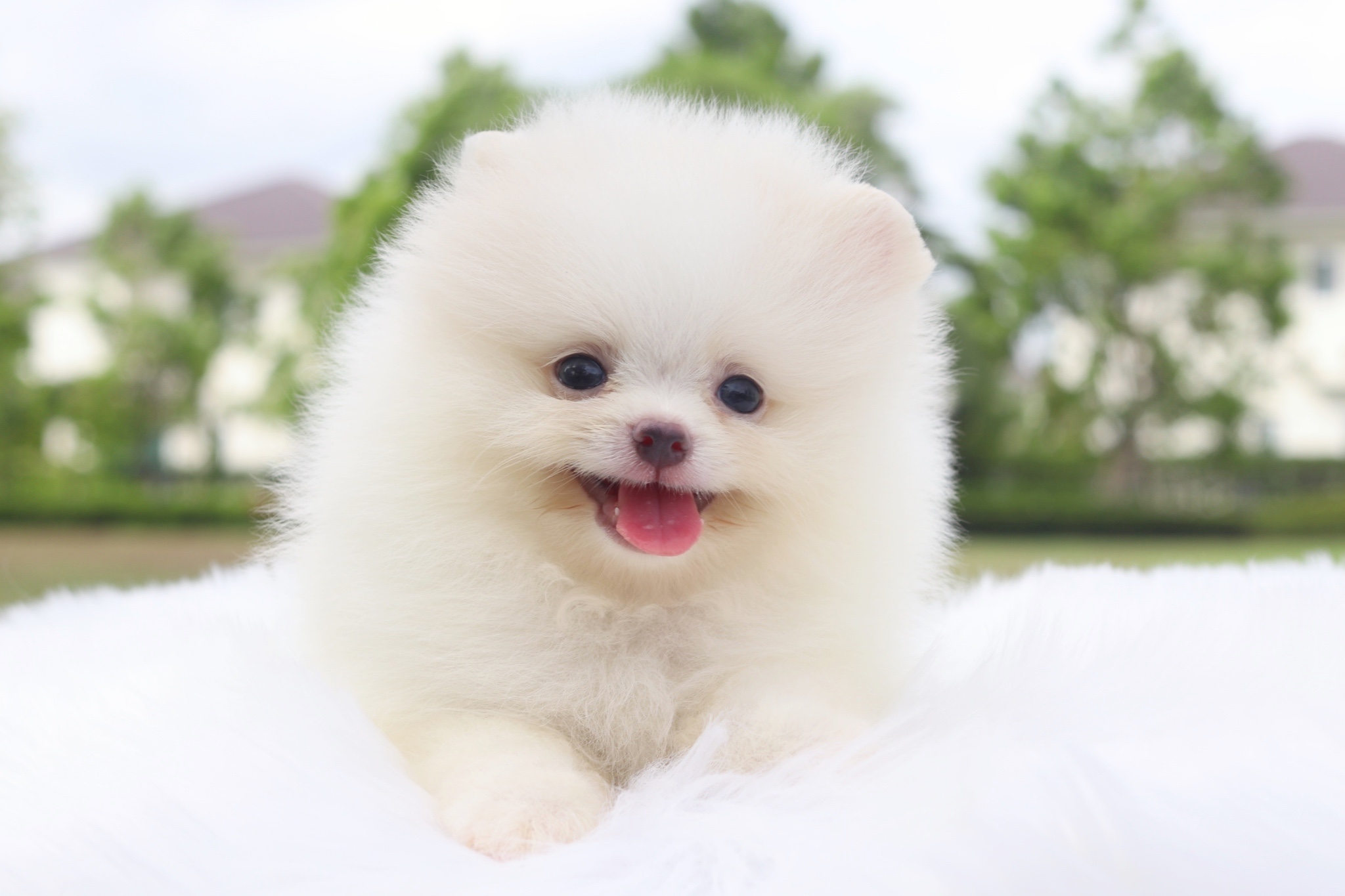 ปอมเมอเรเนียน เพศผู้สีขาวครีม