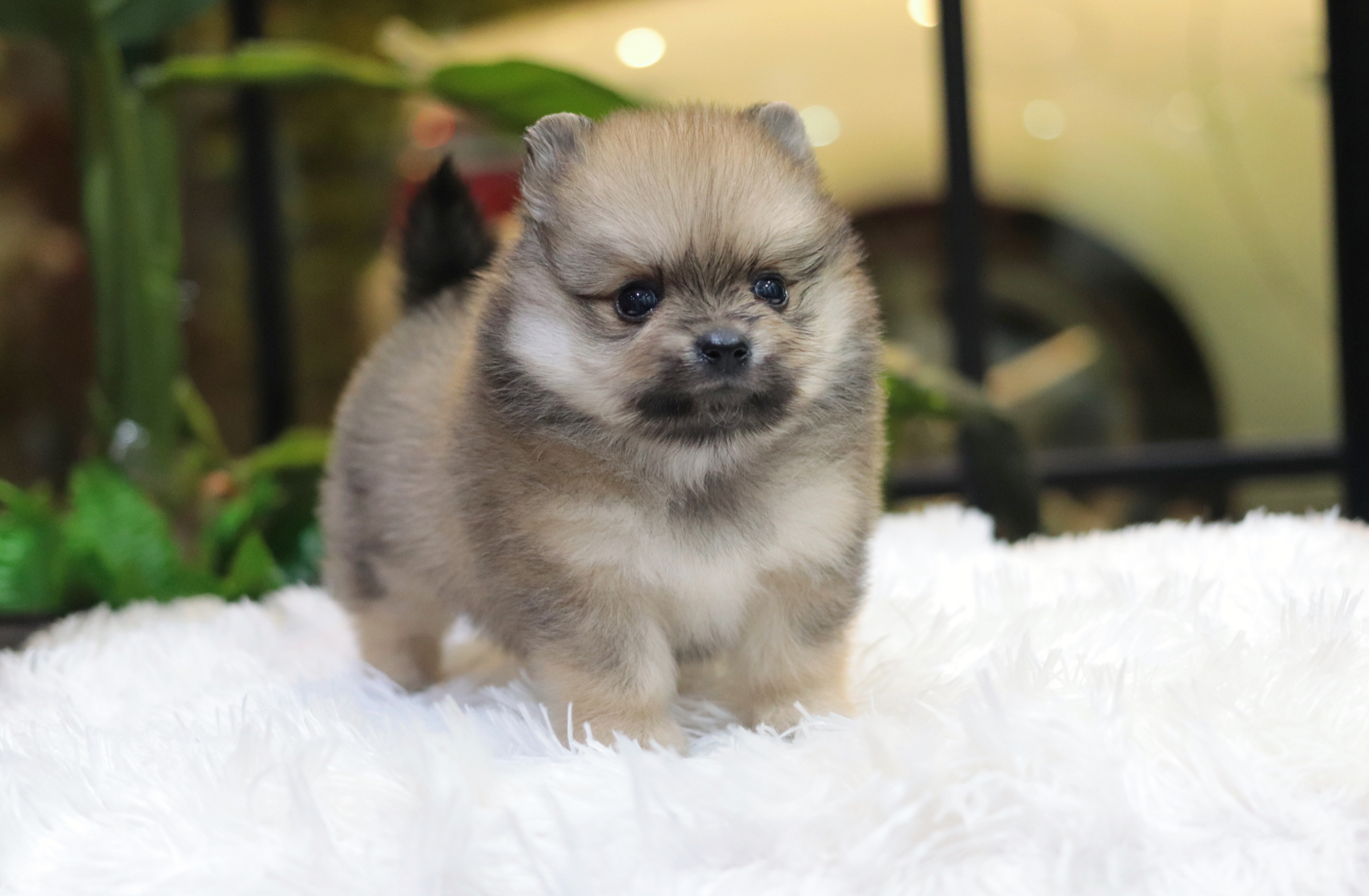 ปอมเมอเรเนียน เพศเมียสีส้ม ไซส์เล็ก