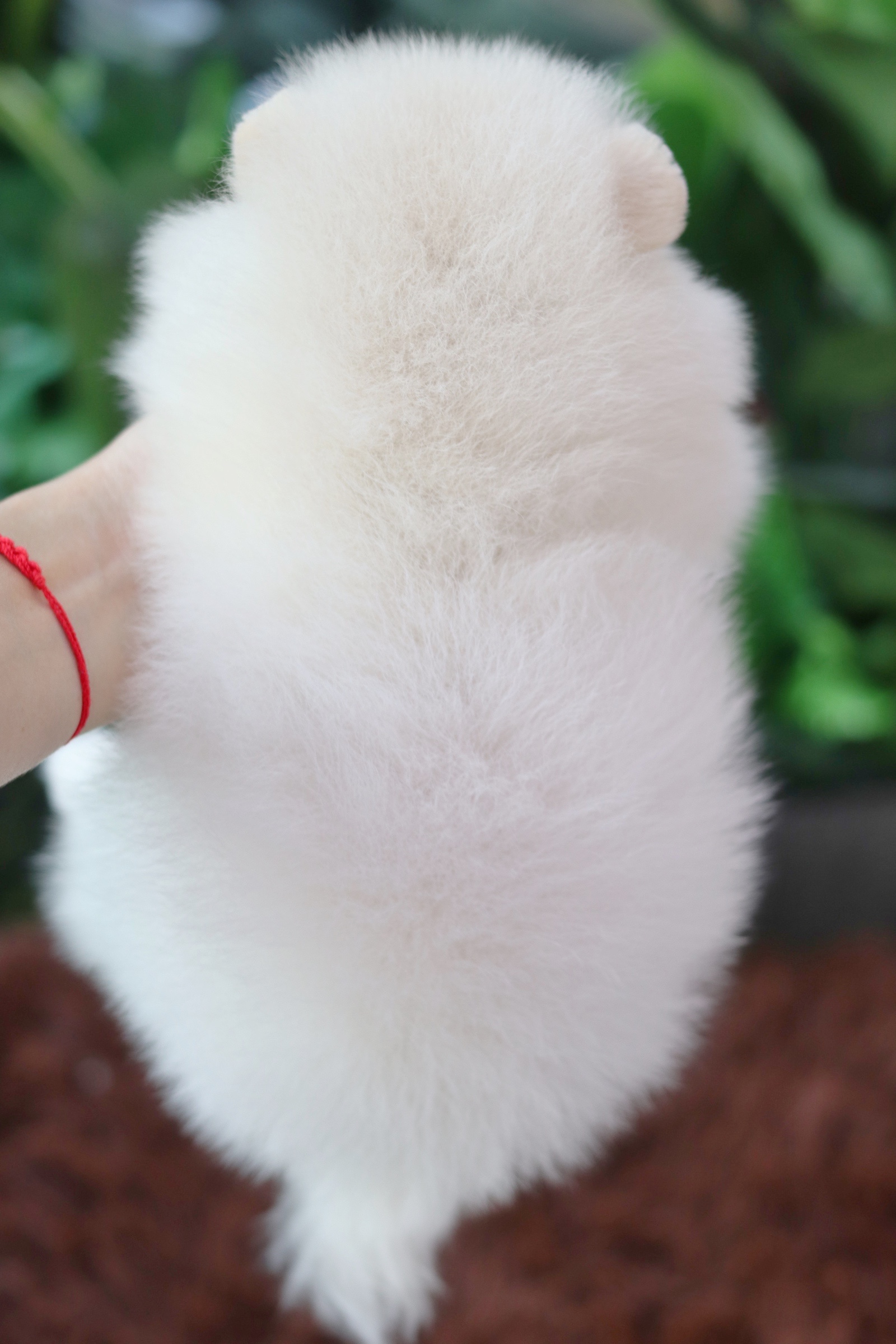 ปอมเมอเรเนียน เพศเมียสีขาวครีม