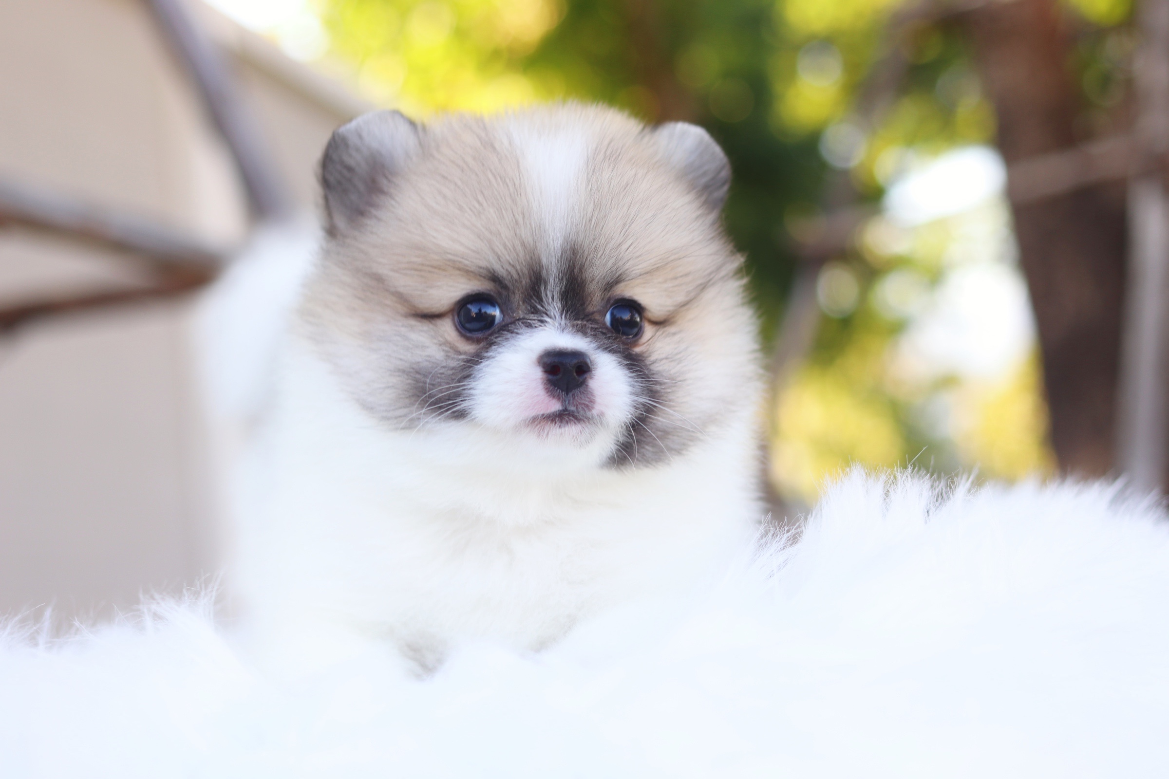 ปอมเมอเรเนียน เพศผู้ สีแฟนซี