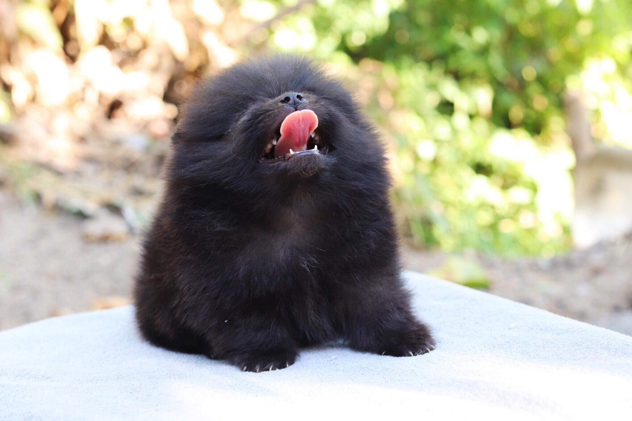 ปอมเมอเรเนียน เพศผู้สีดำ